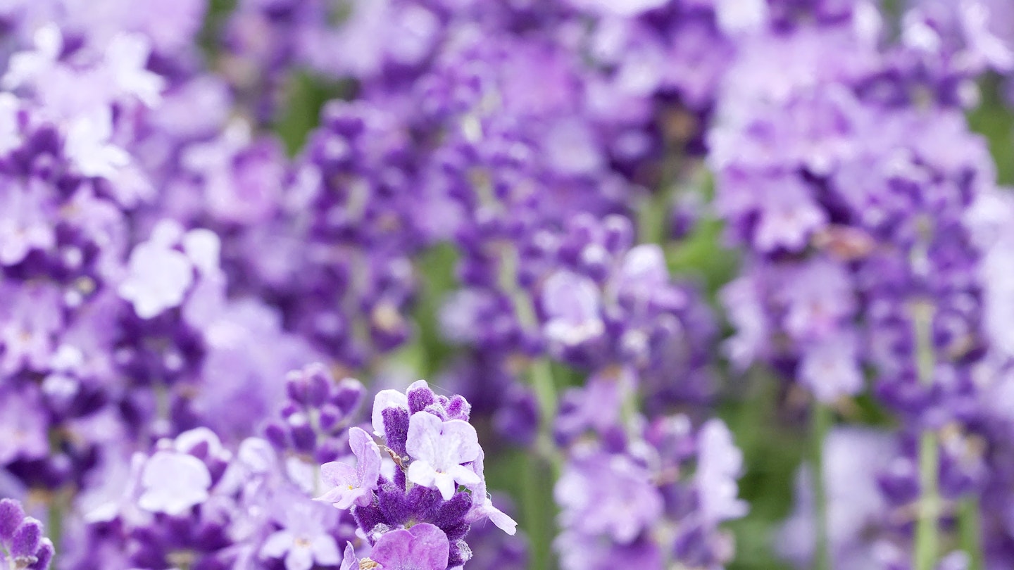 Grow lovely lavender