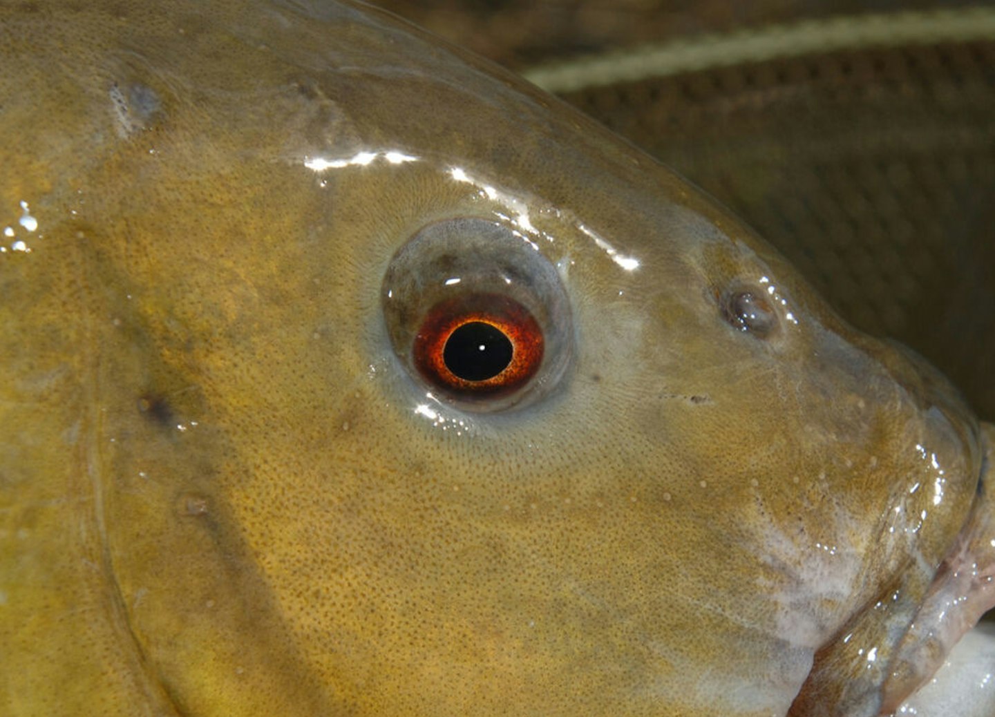 Why do they have red eyes?