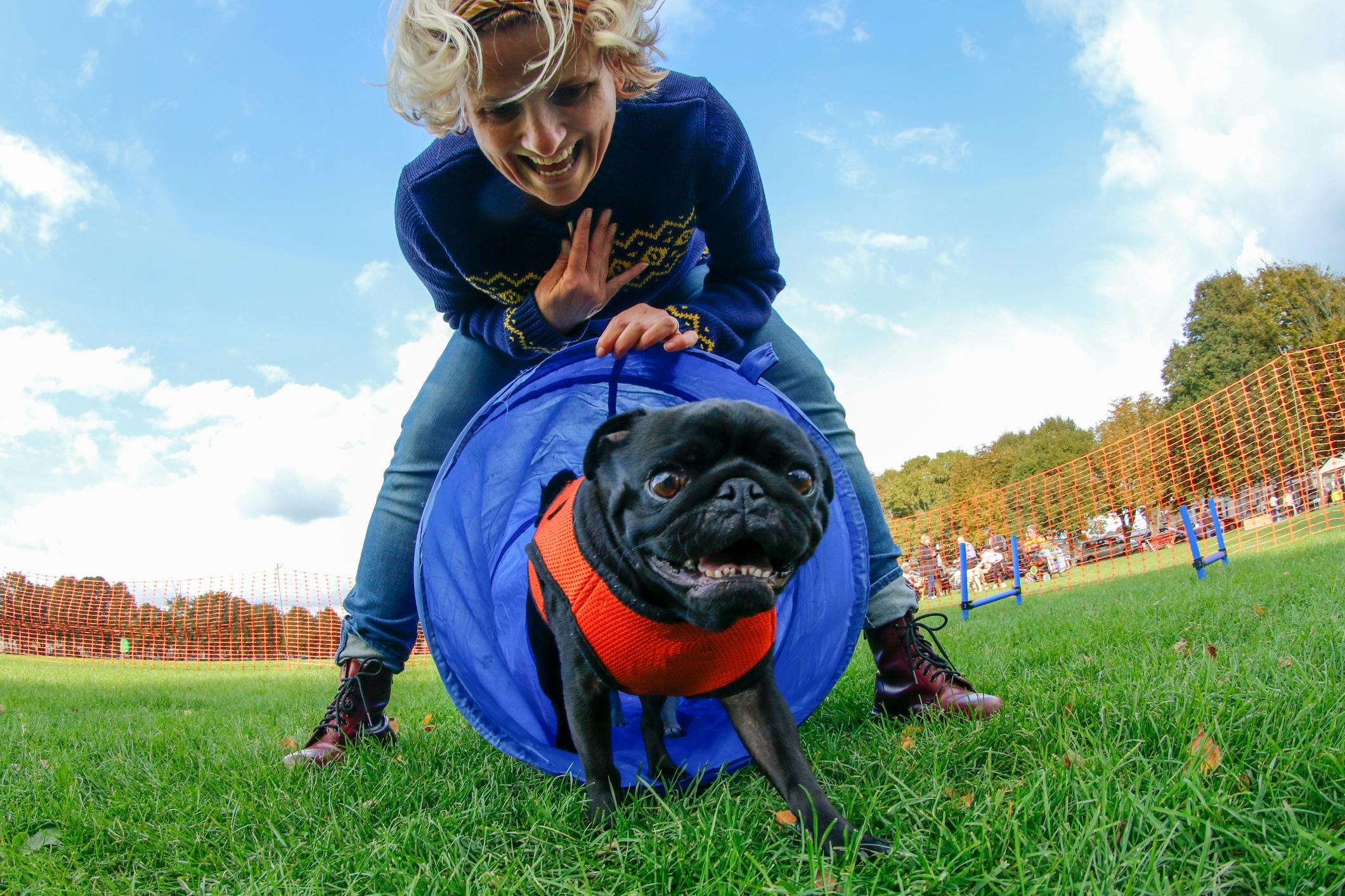 The Best Dog Agility Equipment UK 2024 - Take A Break Pets - Vimarsana News
