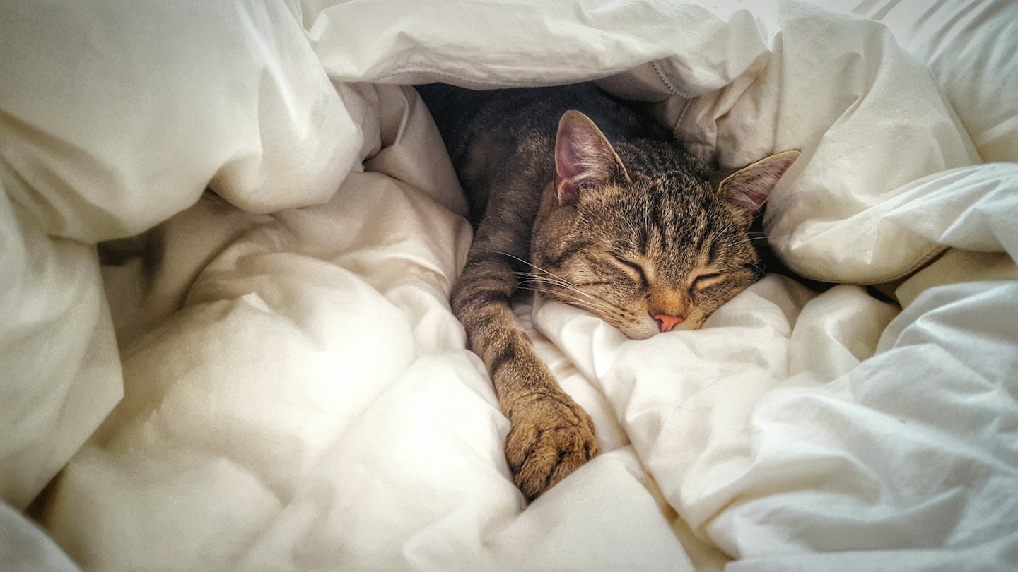 cat asleep in bed - the best cat beds