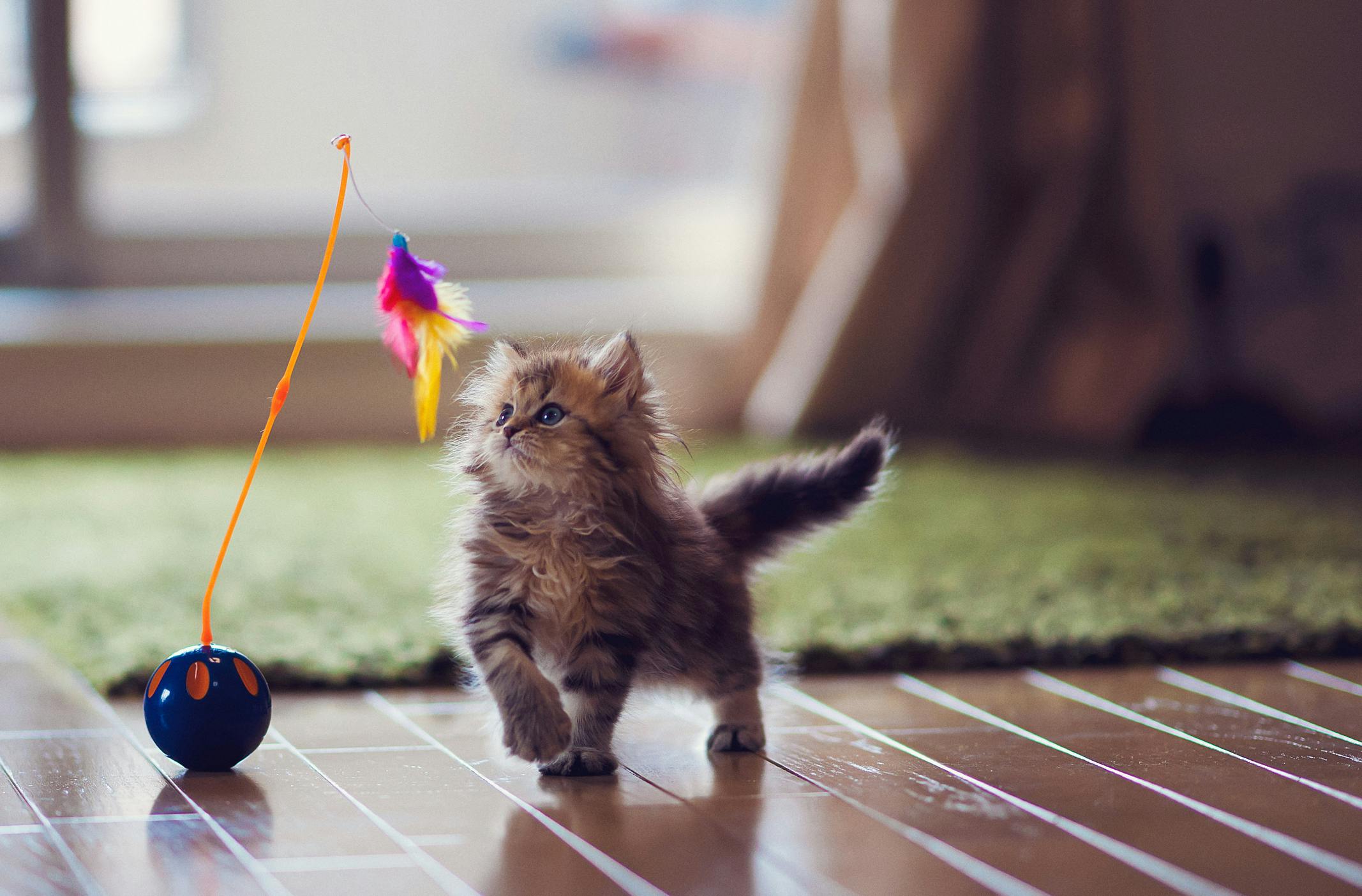 The 5 Best Cat Toys