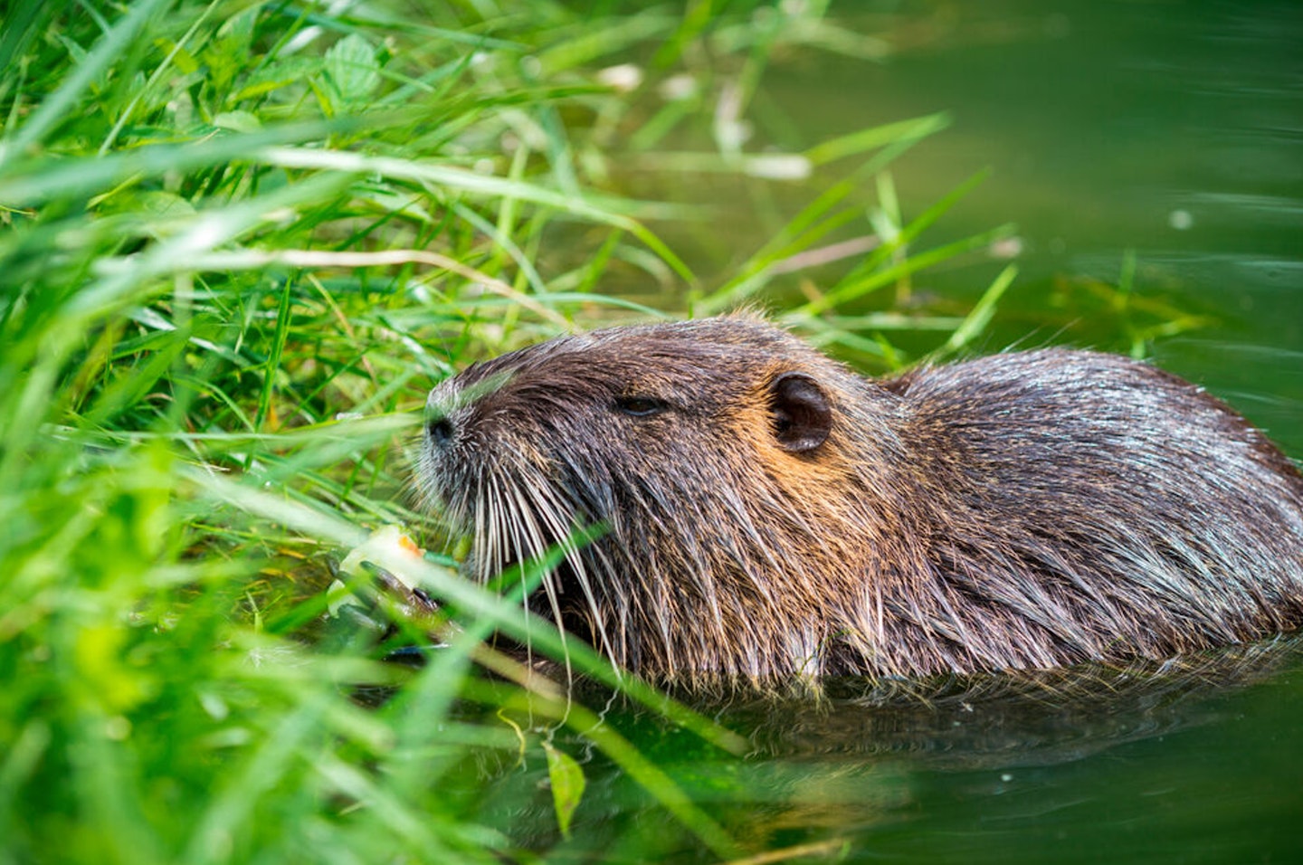 Others want to “re-wild” and “reintroduce” forgotten species
