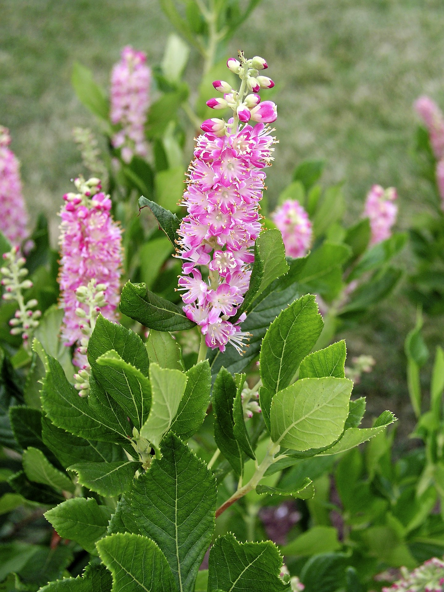 Clethra alnifolia u2018Ruby Spiceu2019
