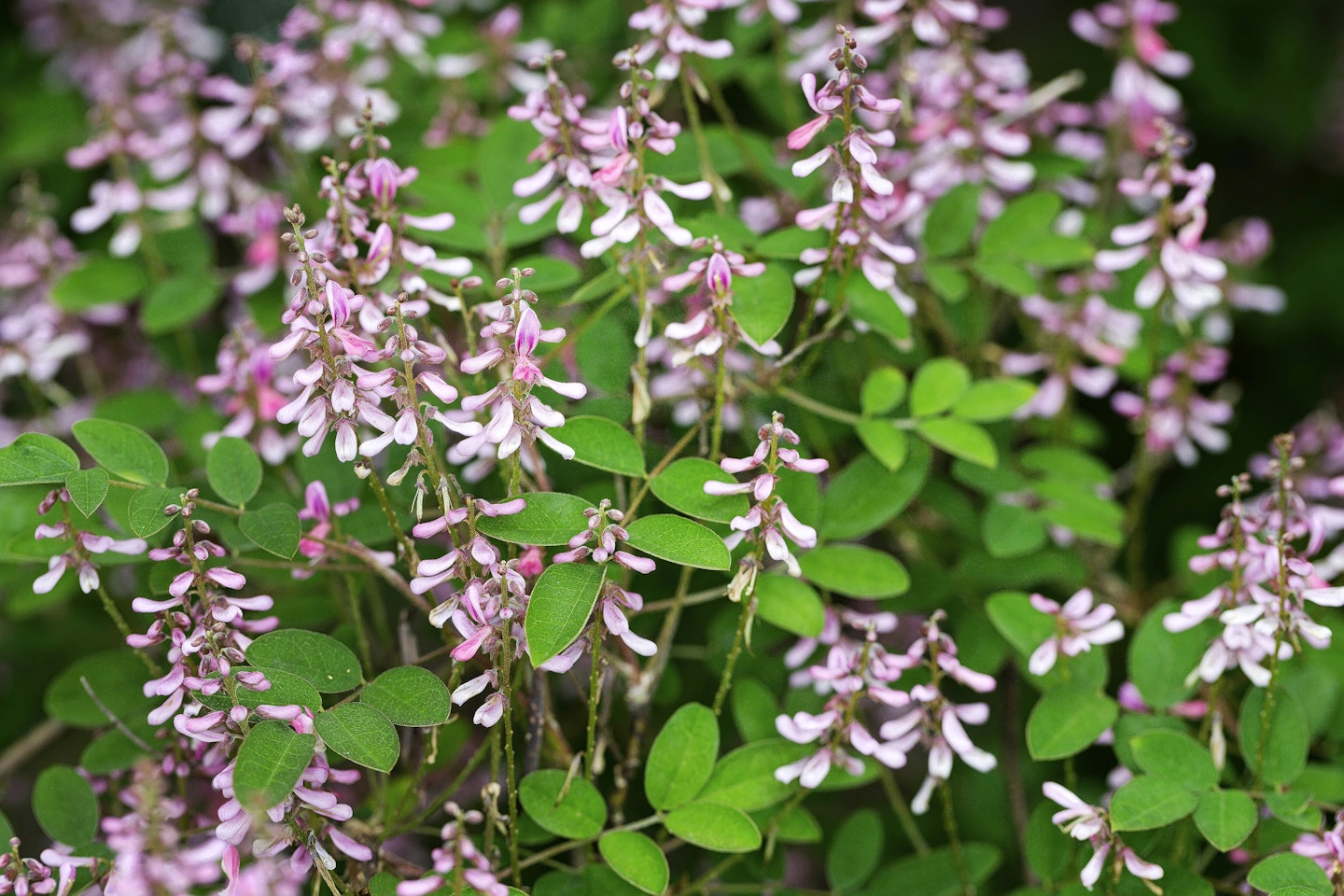 Indigofera amblyantha