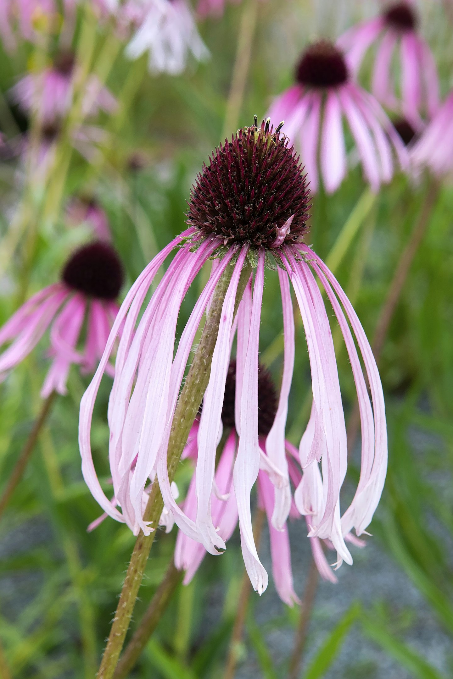 Echinacea pallida