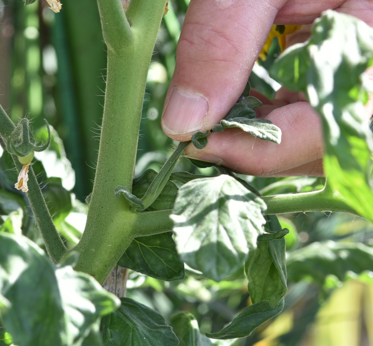 Cut or snap off sideshoots from the main stem as they grow