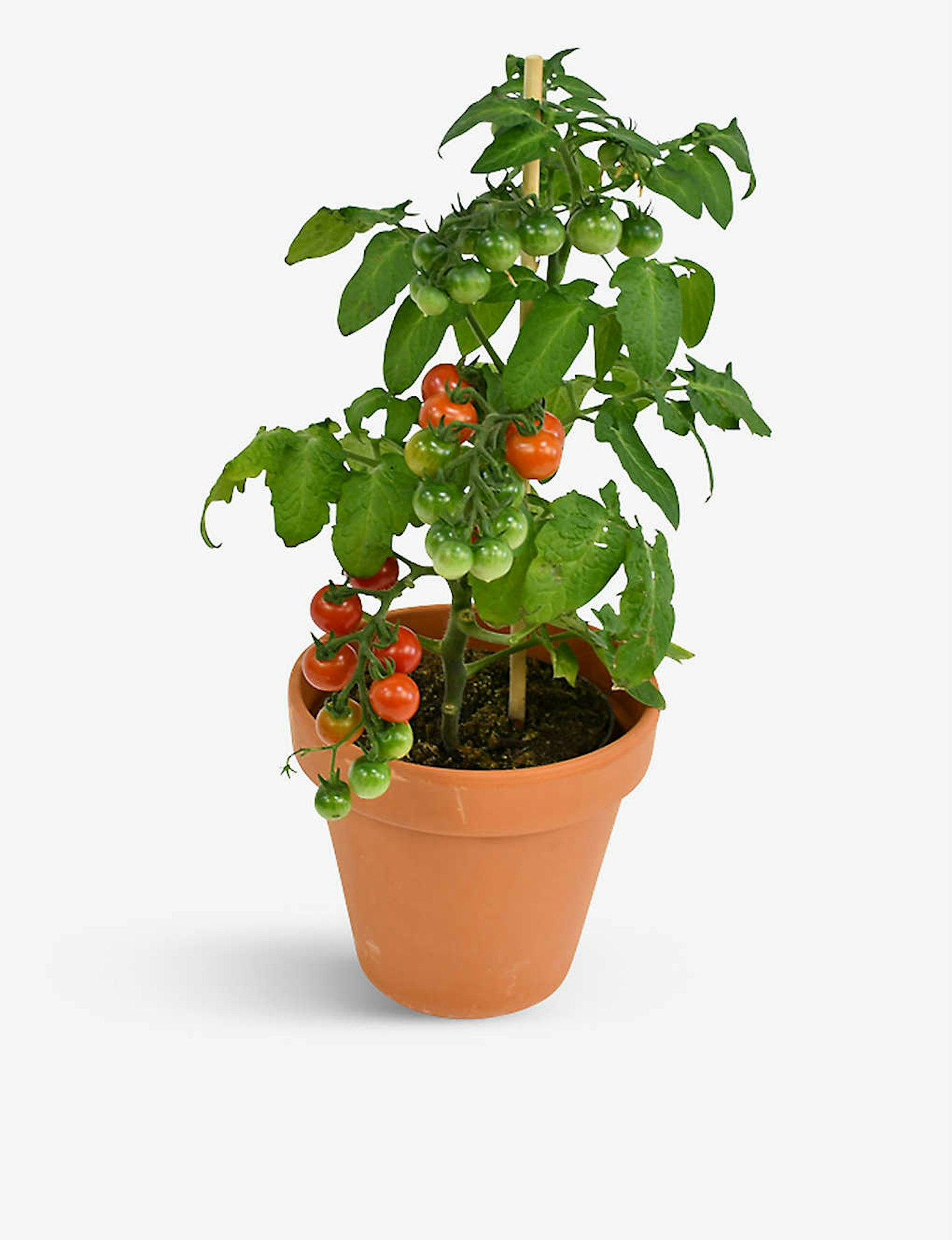 Moyses Stevens, Tomato Plant With Terracotta Pot 40cm, £30