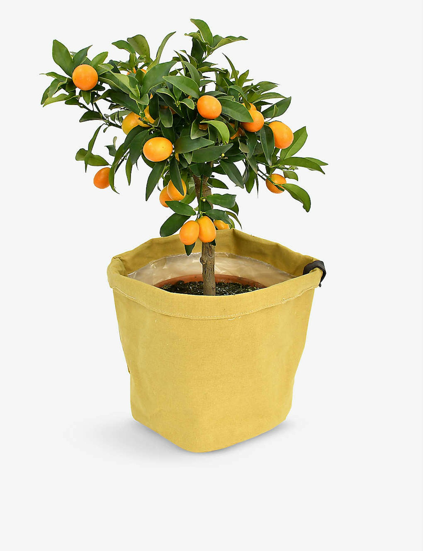 Moynes Stevens, Citrus Tree In Canvas Bag 50cm-80cm, £70