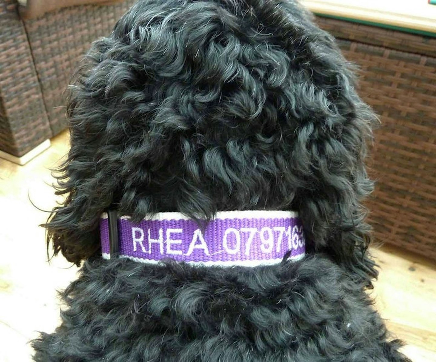 Jojospetproducts Personalised Dog Collar, Embroidered and Engraved