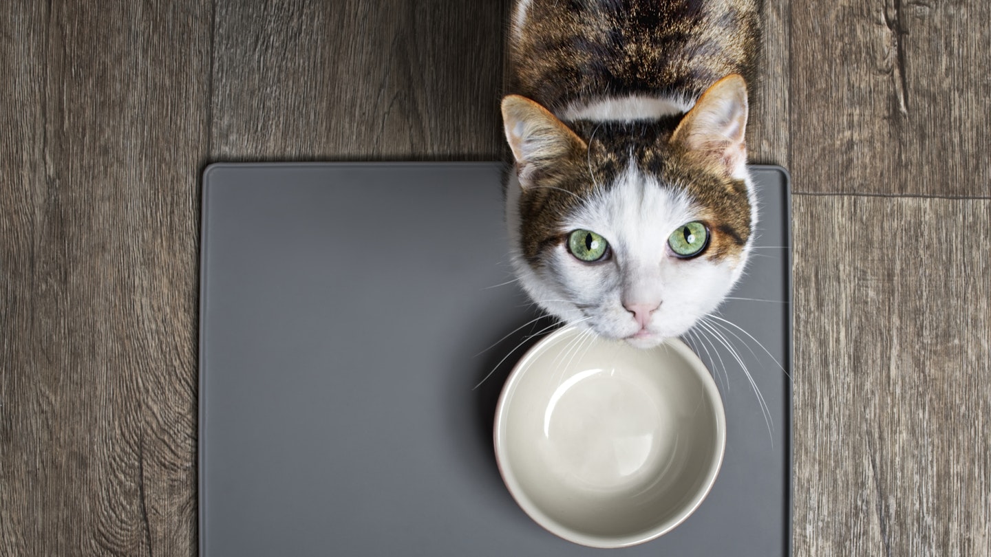 Best cat food for sensitive stomachs - WhatsTheBest