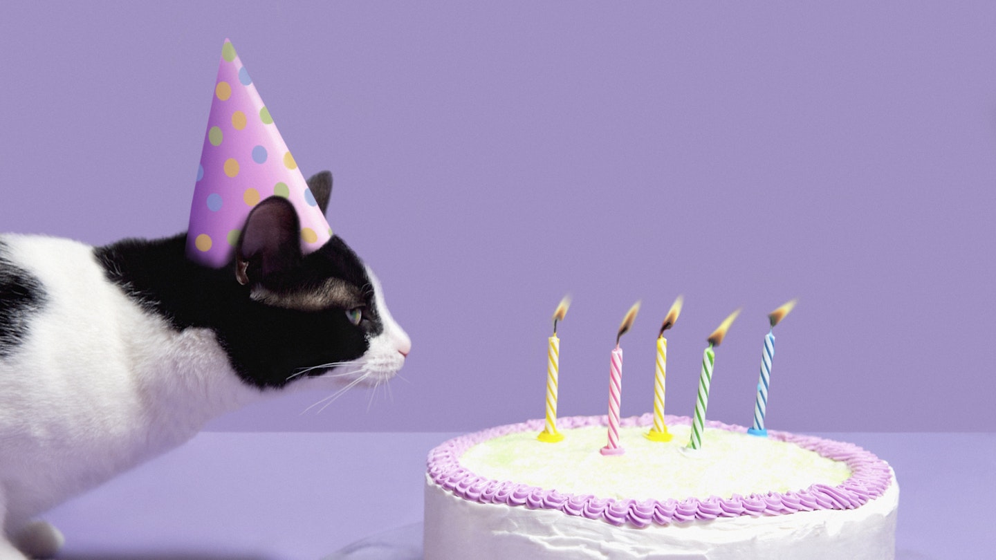 The ultimate cat birthday party - getty images