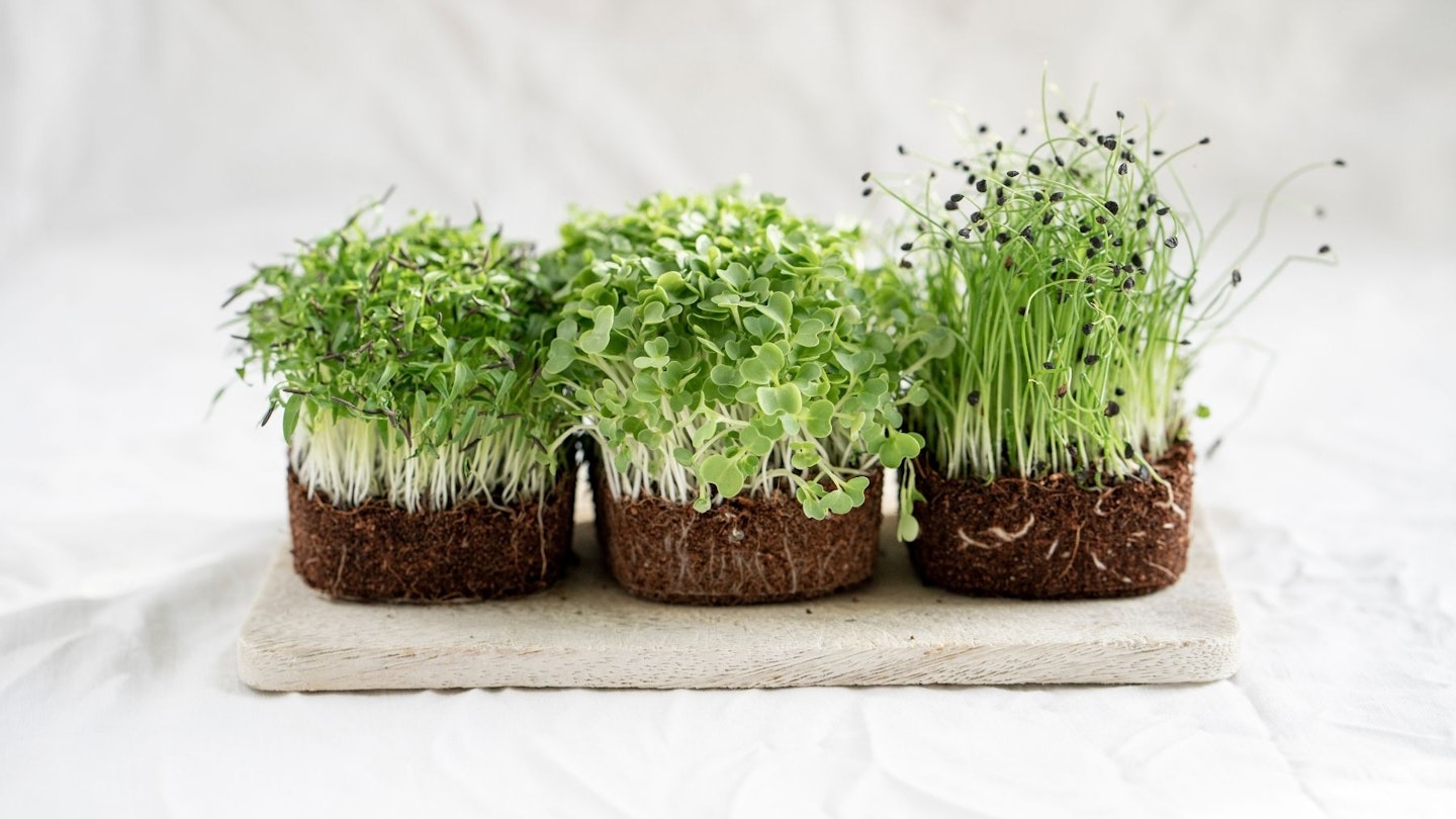 Microgreens growing indoors