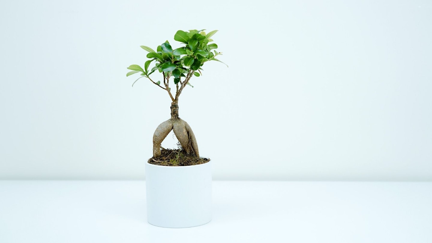 The best bonsai trees for your home