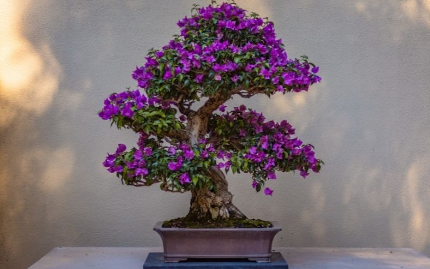 bonsai with purple flowers 