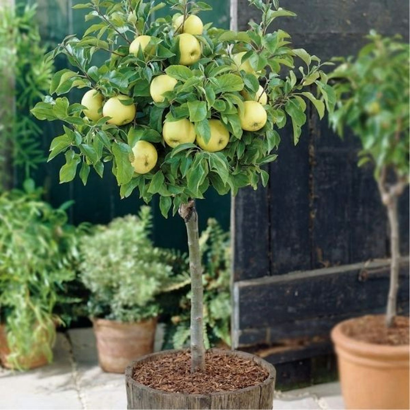 Lemon tree Standard