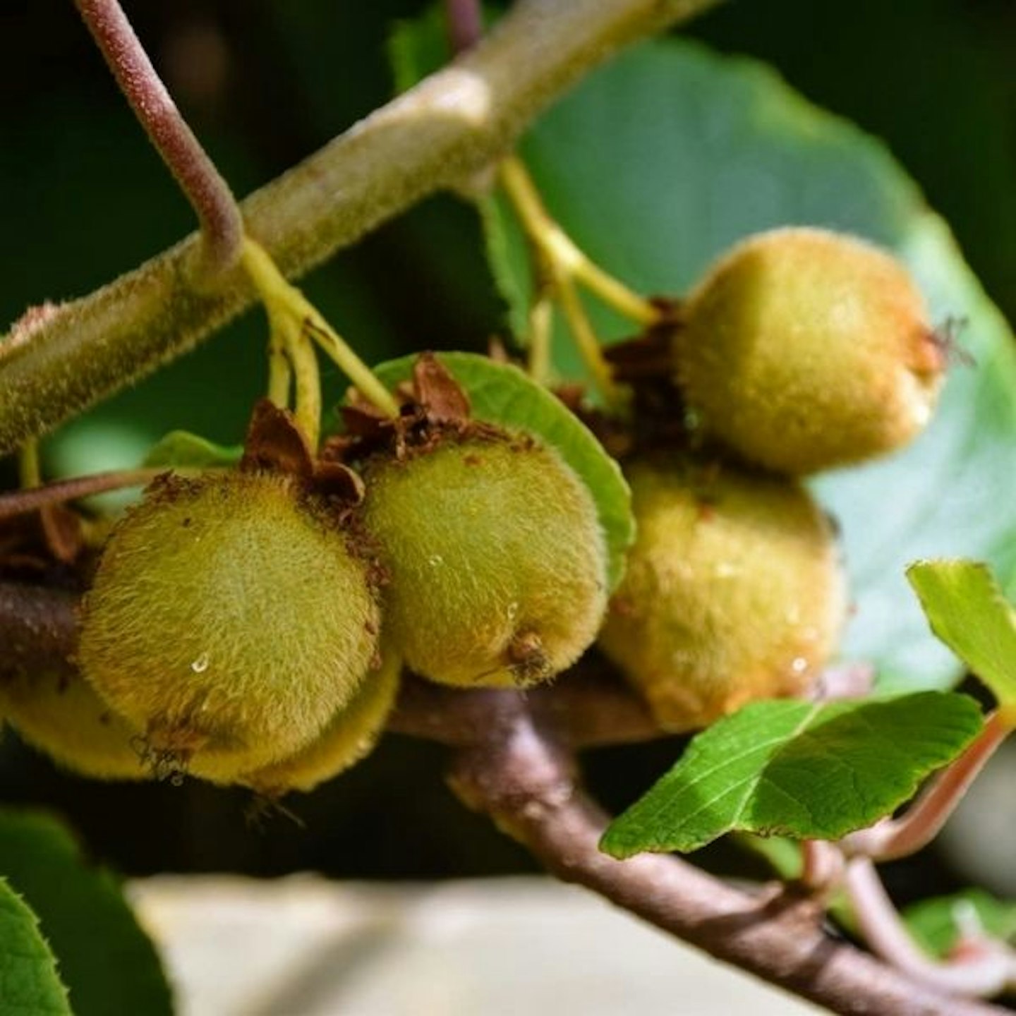 Self-Fertile Kiwi u2018Jennyu2019 Fruit Tree