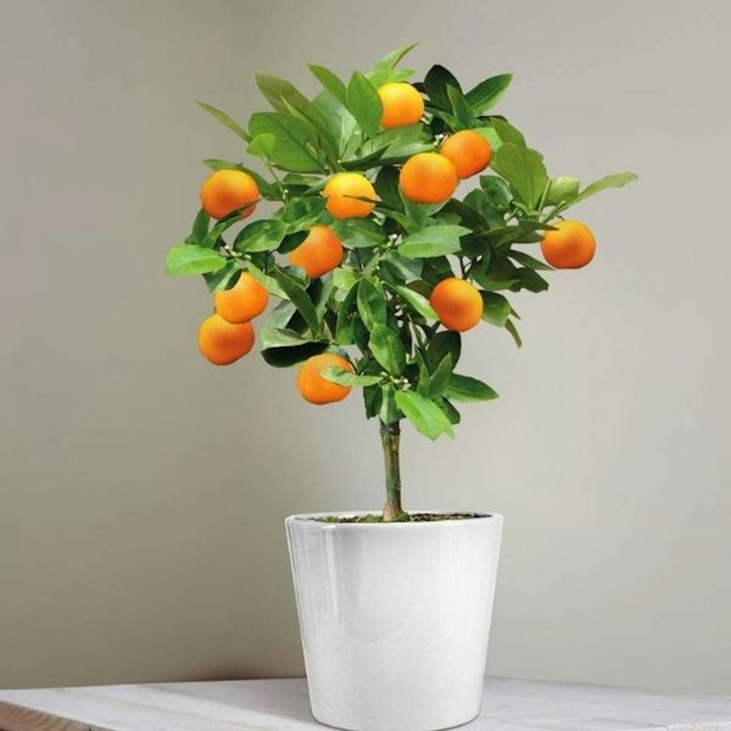 Mini Orange Tre