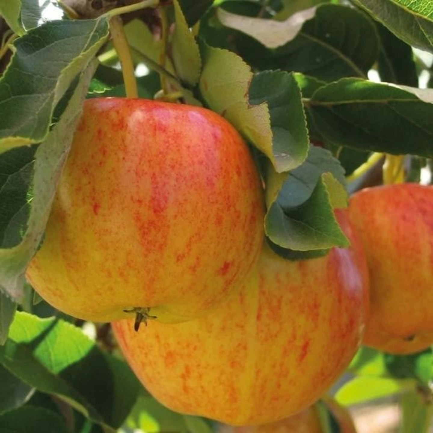 Thompson & Morgan Potted Mini Fruit Tree Apple,