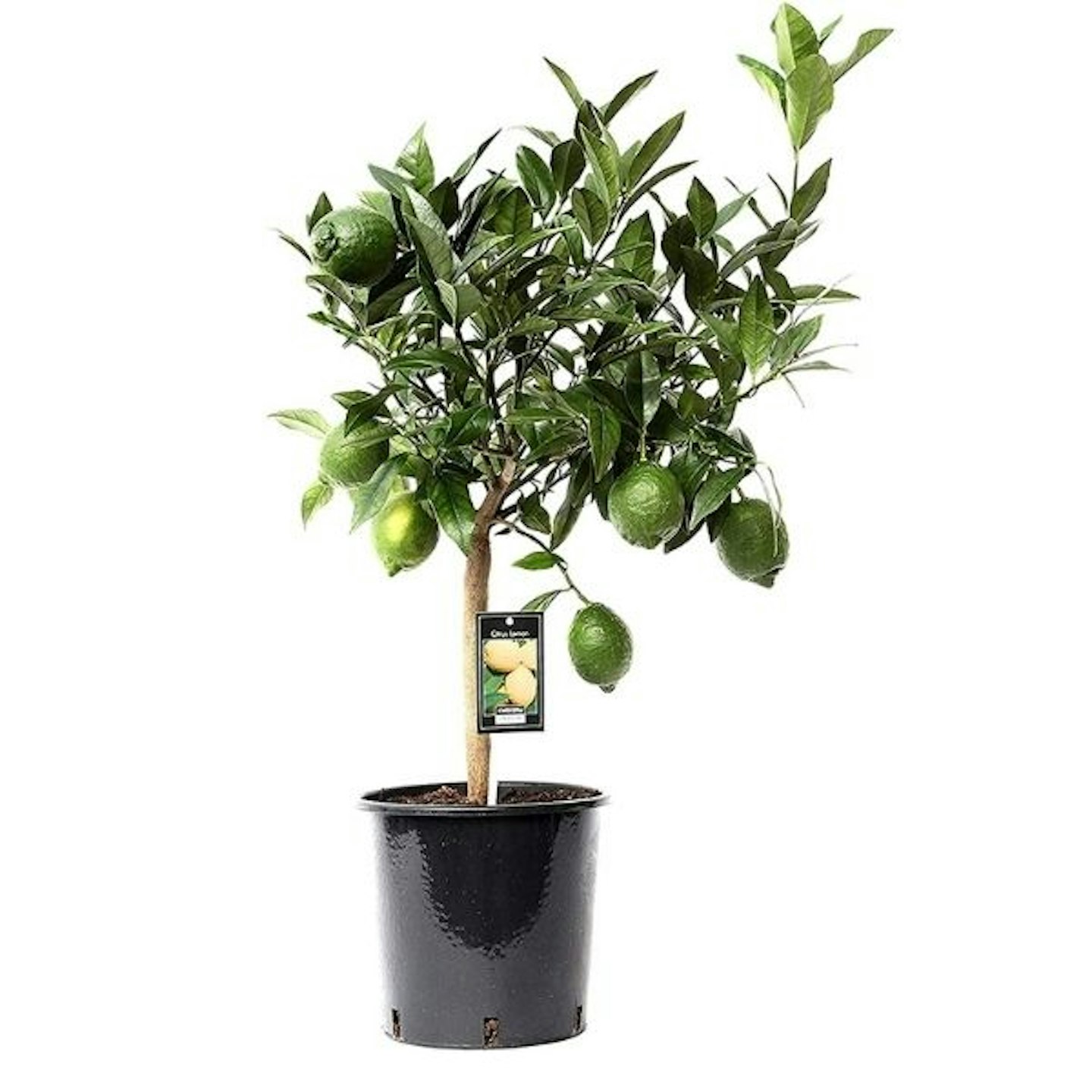 Lime Tree | Dwarf Fruit Trees