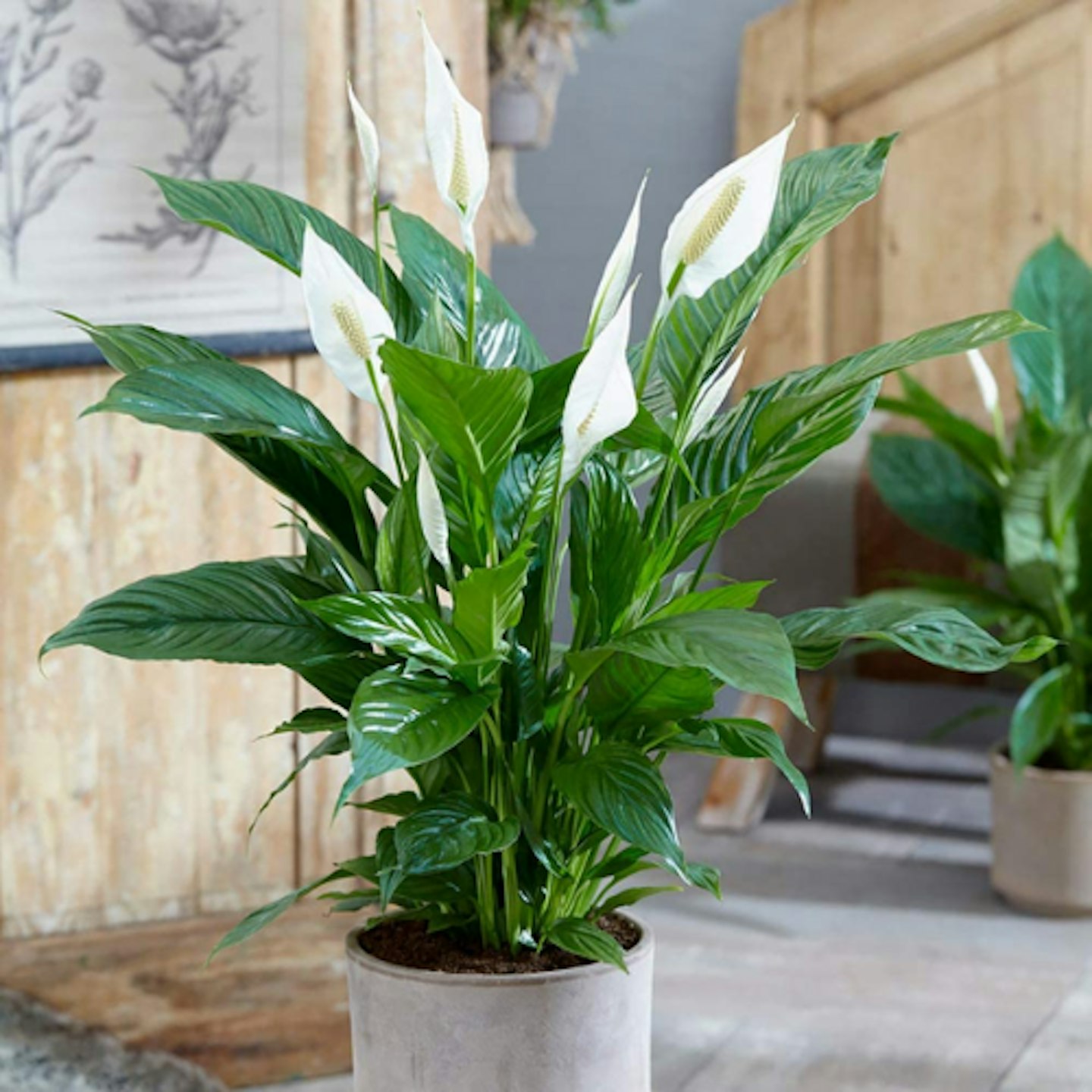 Peace Lily