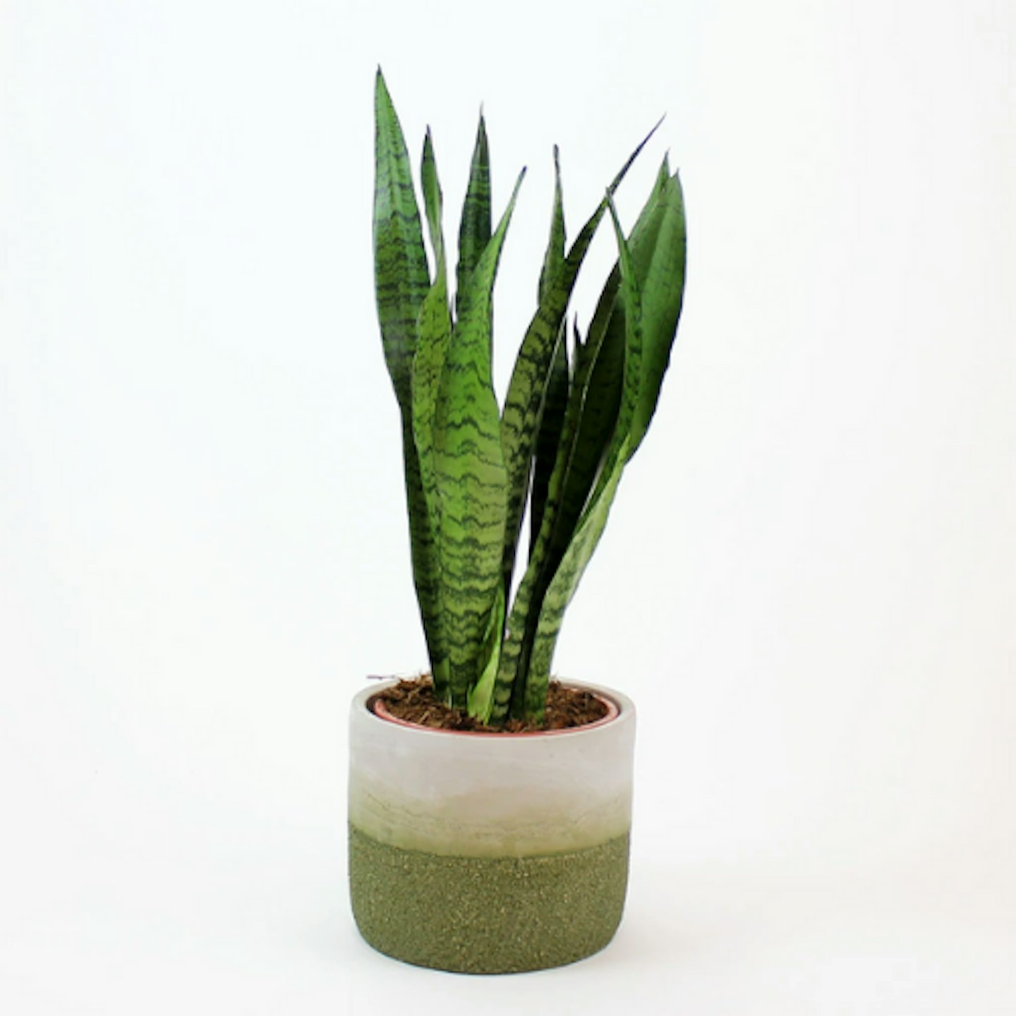 Snake Plant