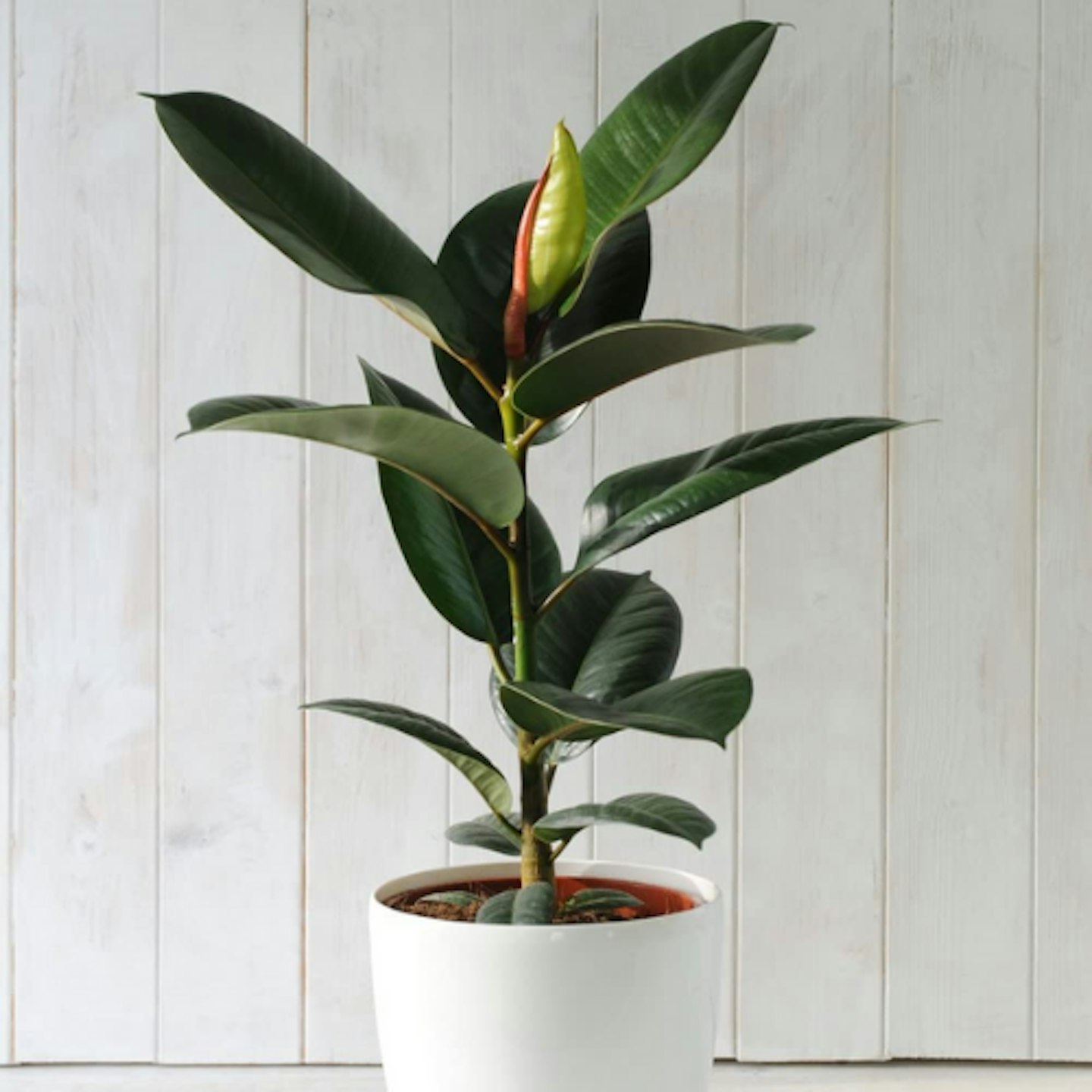 Rubber Plant