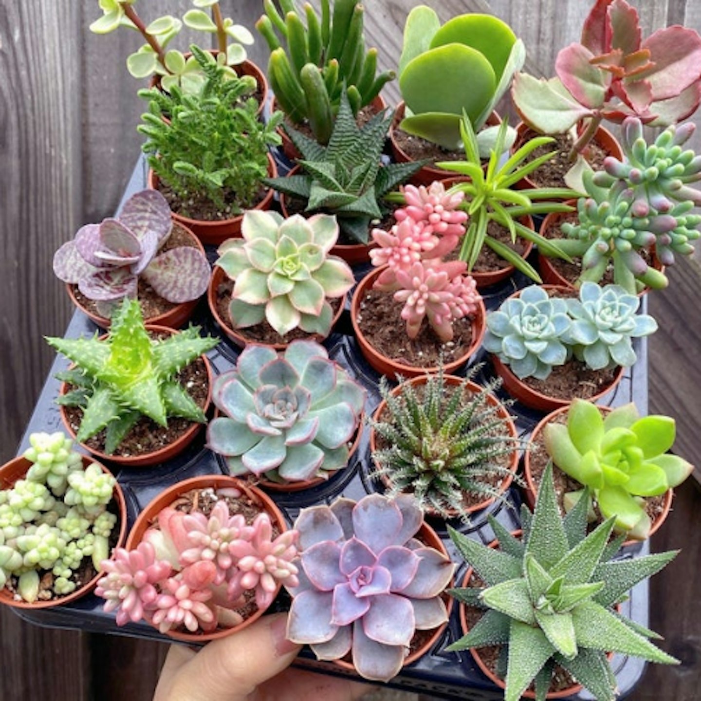 Succulents