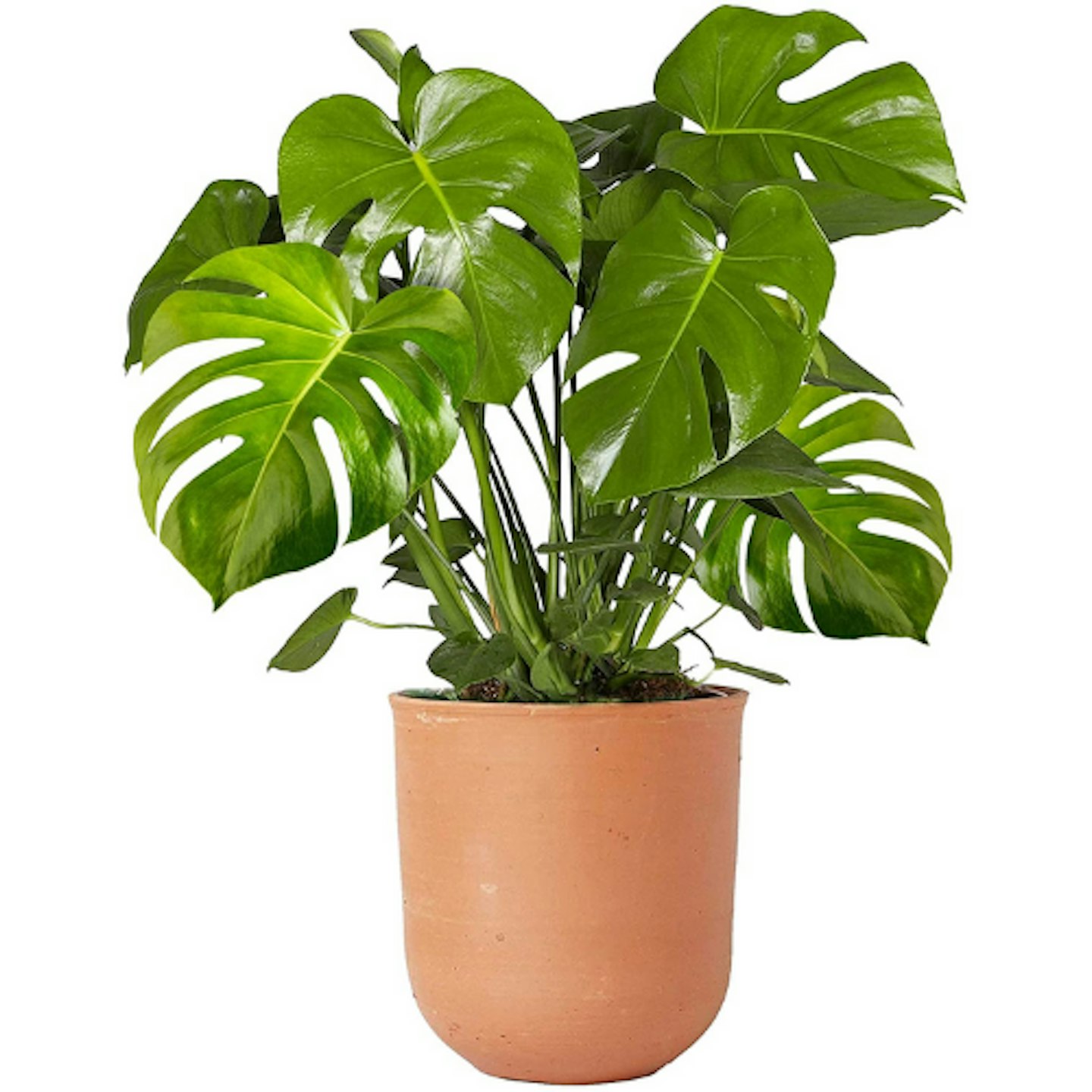 Monstera Deliciosa