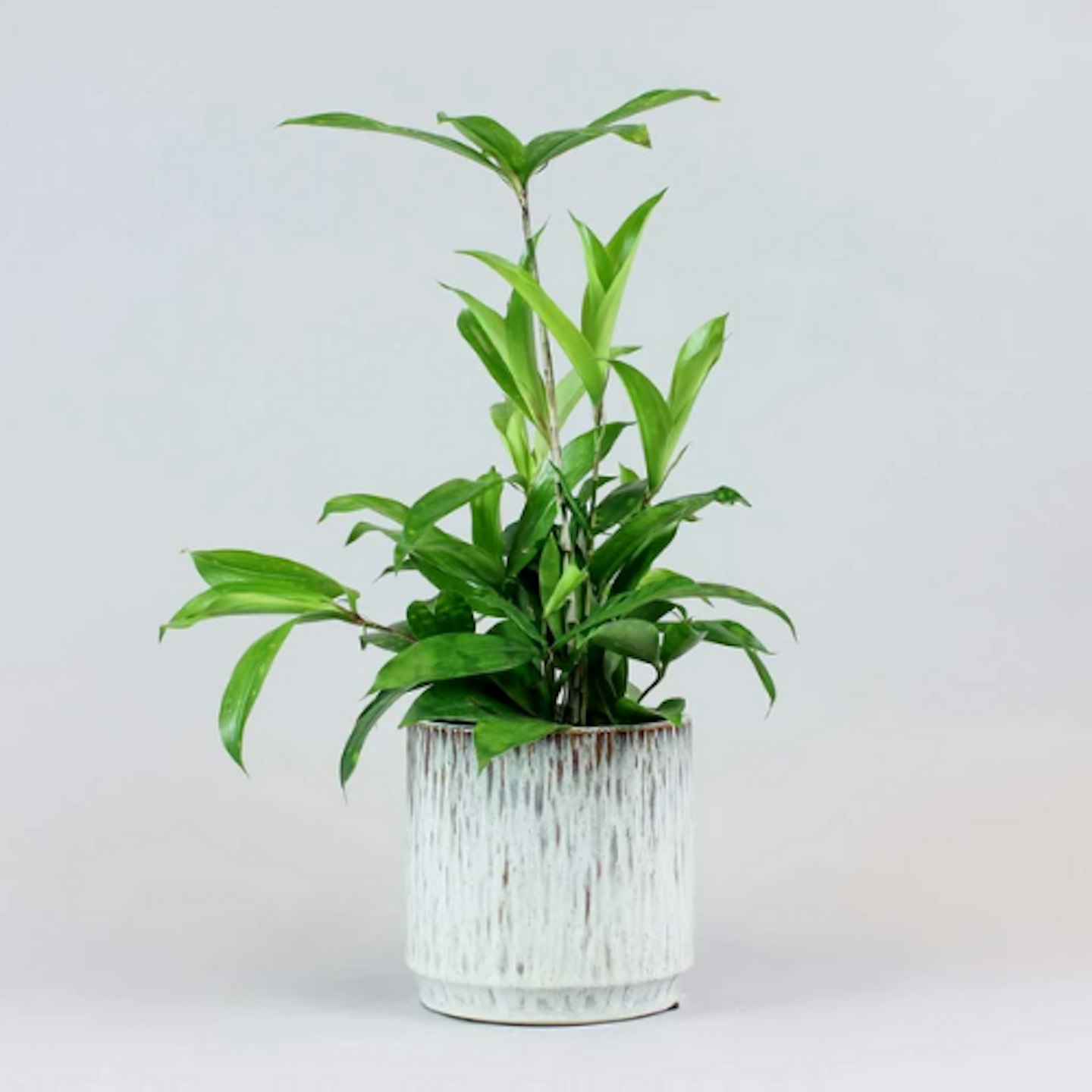 Dracaena