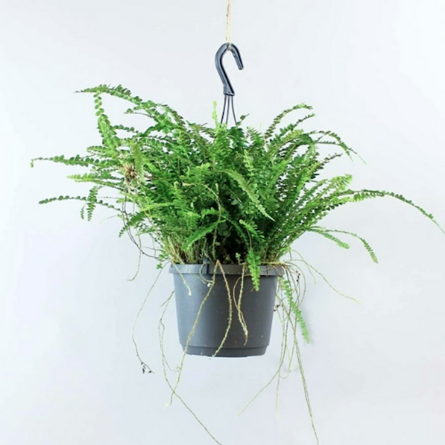Boston Fern