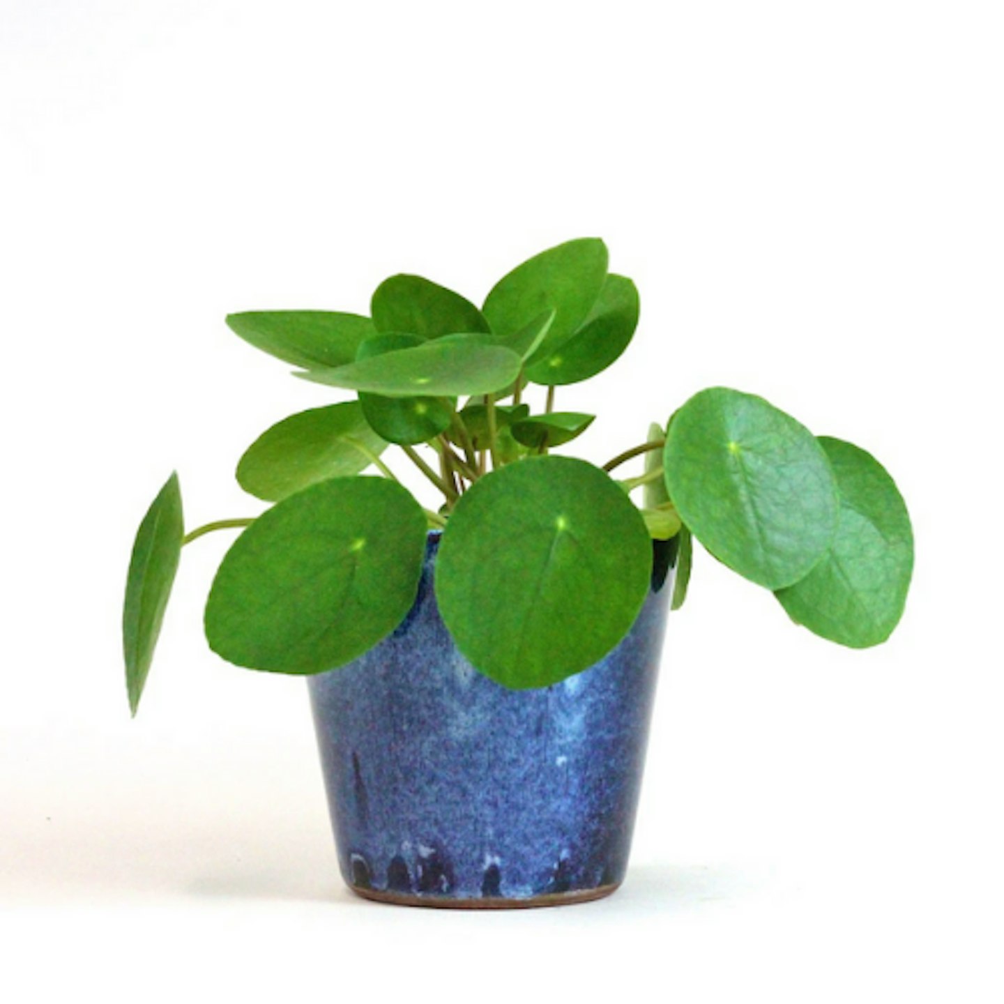 Chinese Money Plant