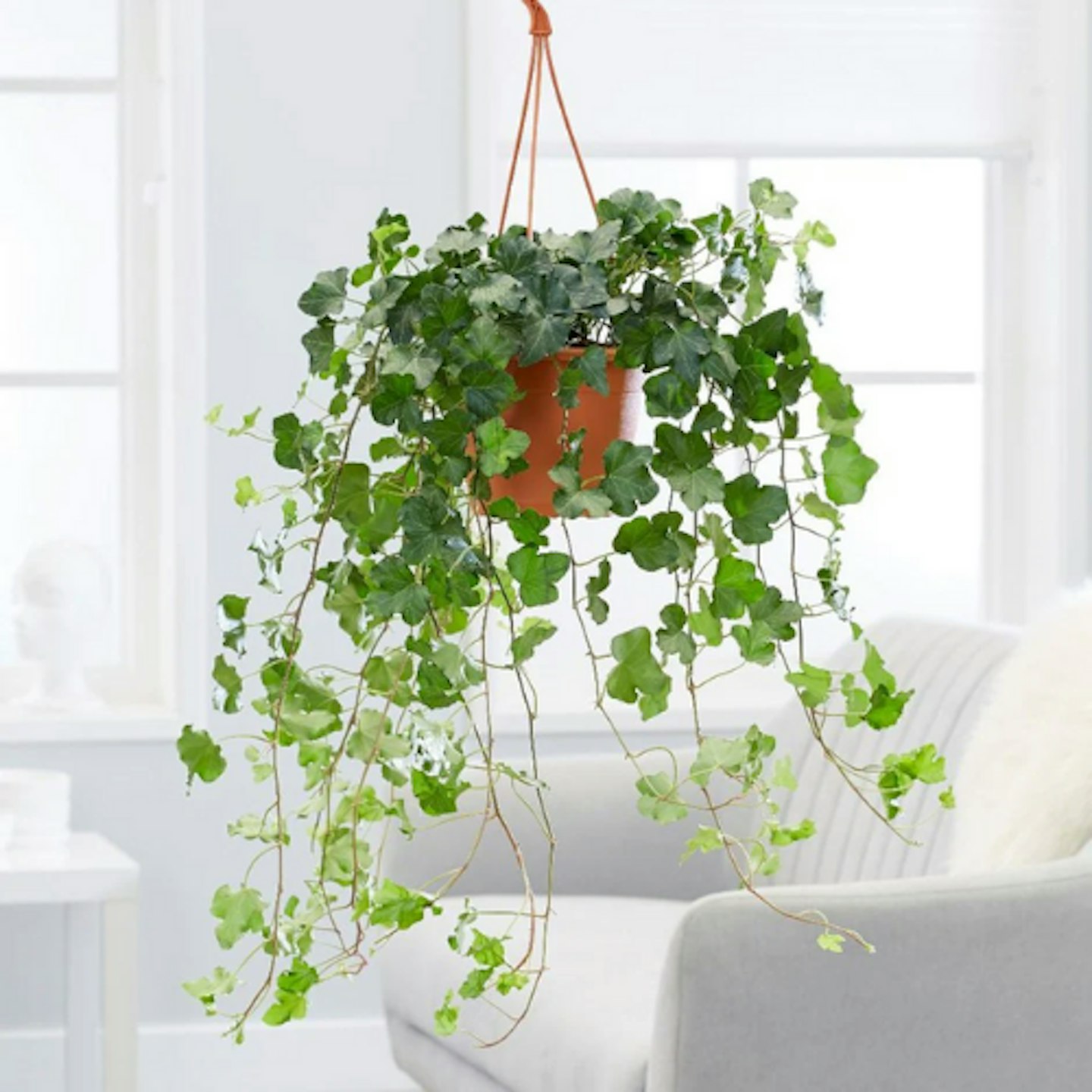English Ivy