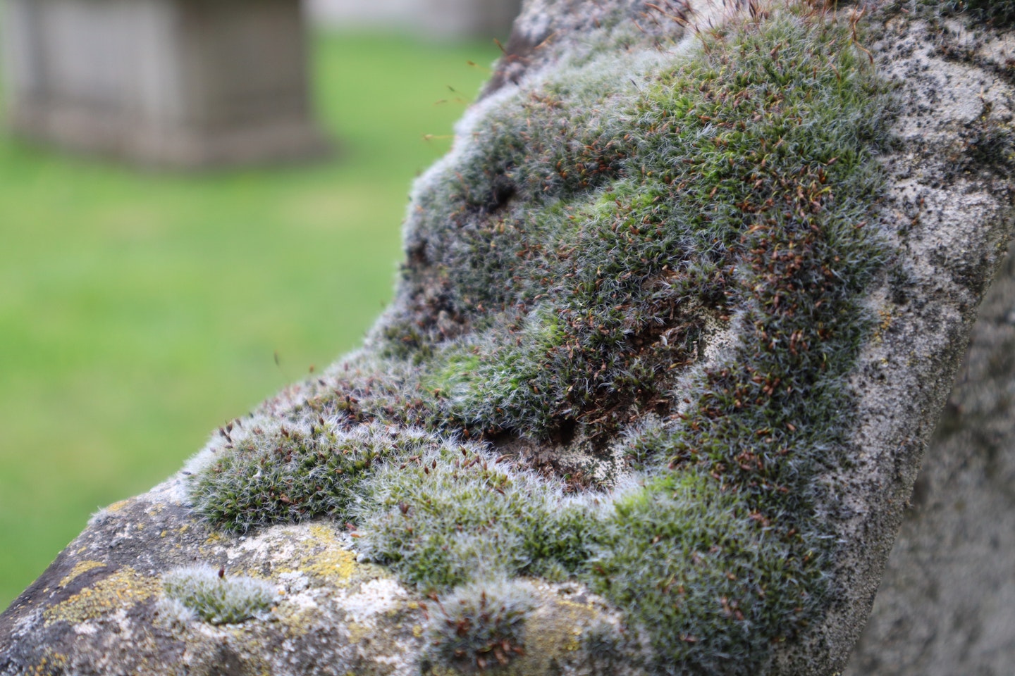 Moss on a gravestone
