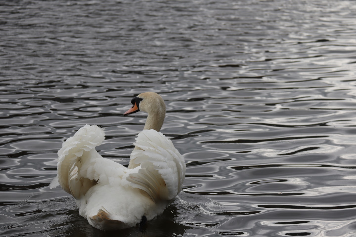 A white swan on a river