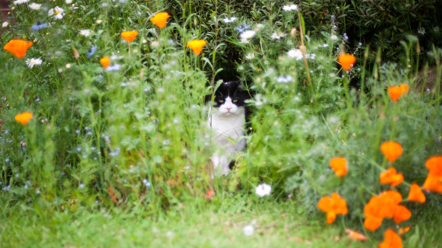 The best ways to stop cats messing in your garden - getty images