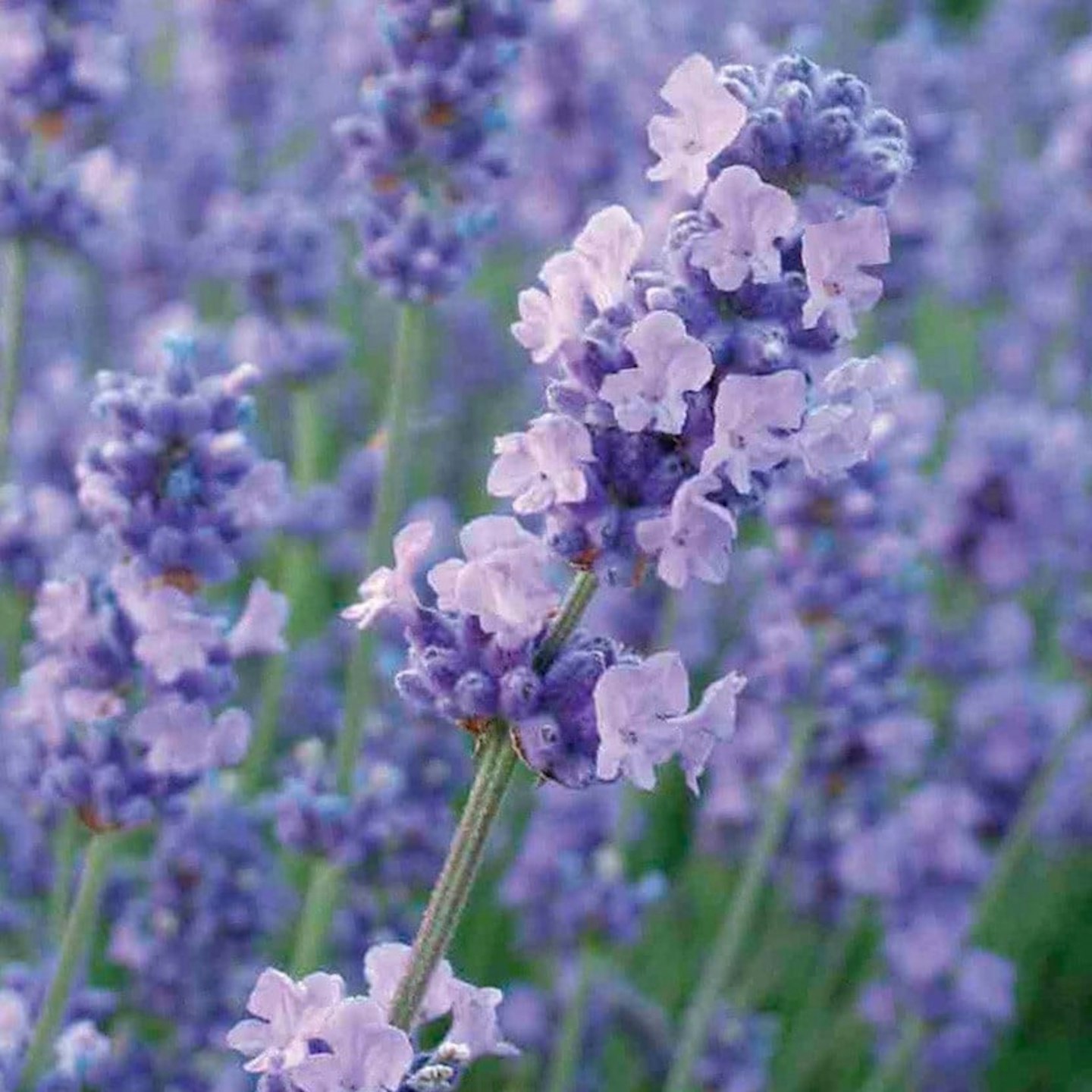 Lilac Plant - LAVANDULA ANGUSTIFOLIA MELISSA LILAC (2 litre pot)