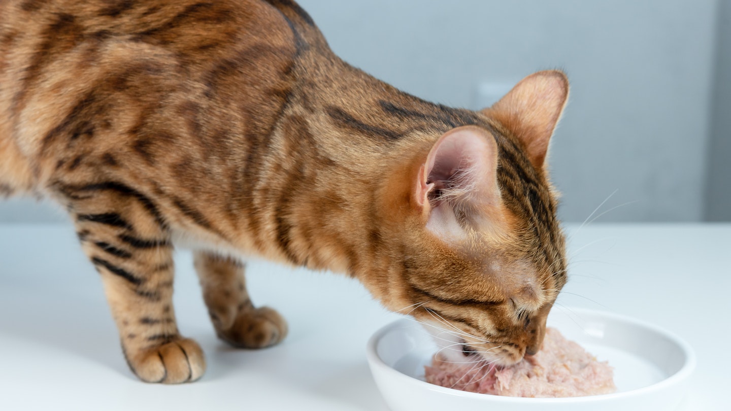 best wet cat food