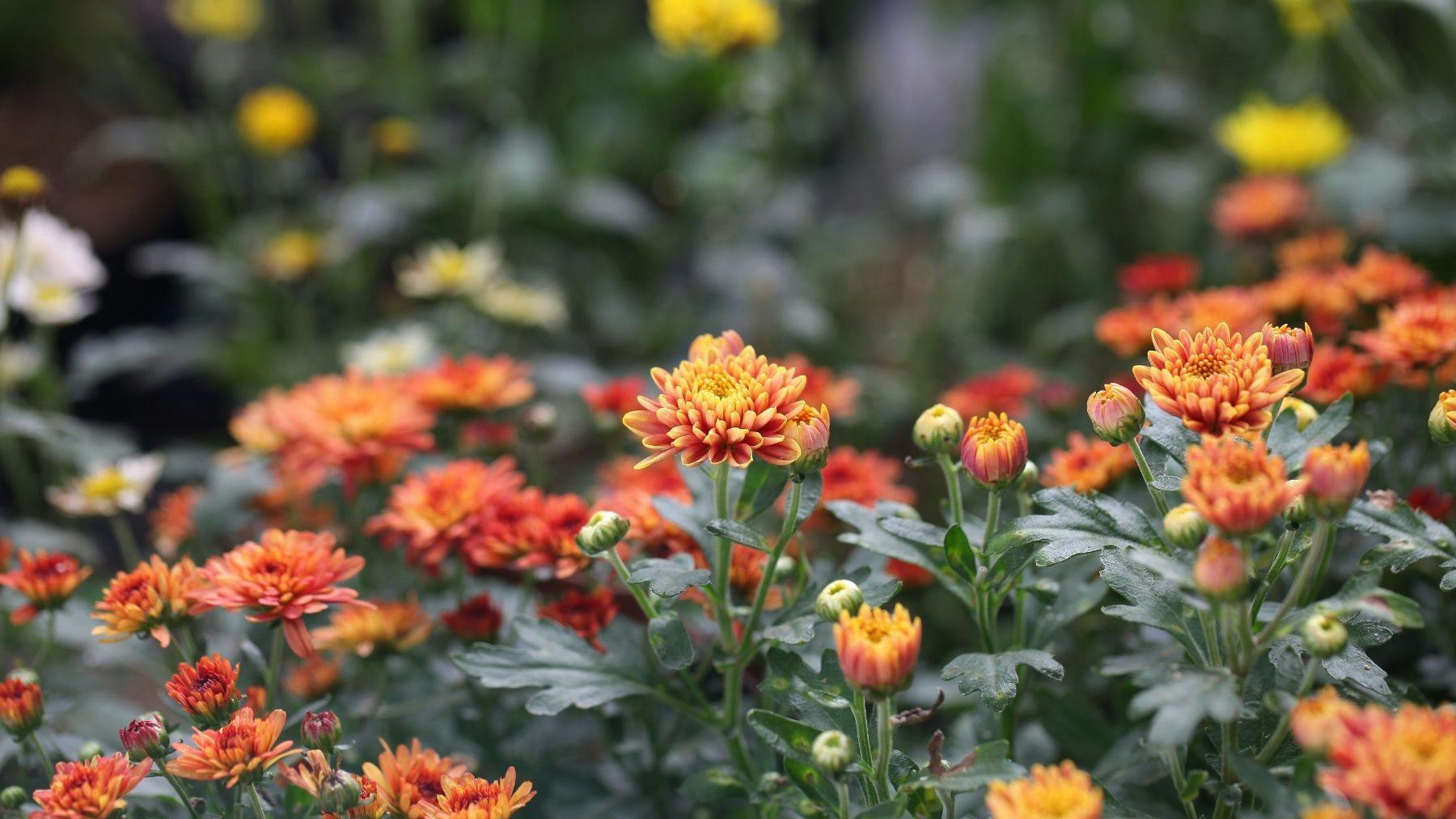 The best bedding plants 