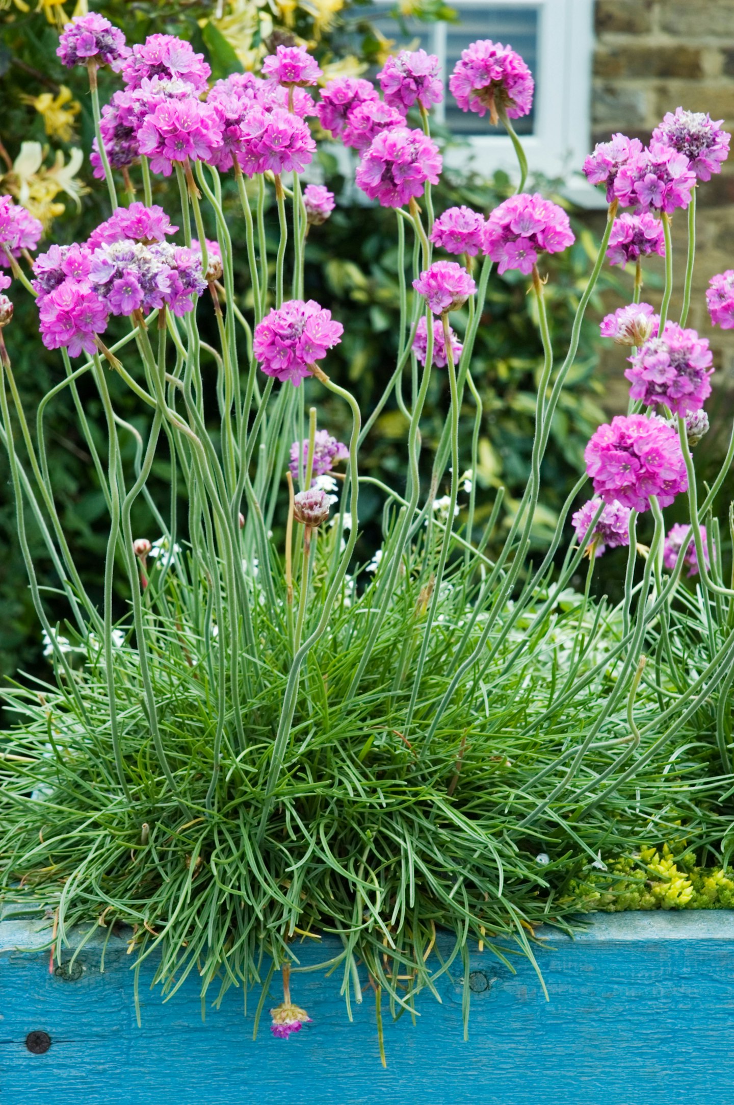 Armeria maritima