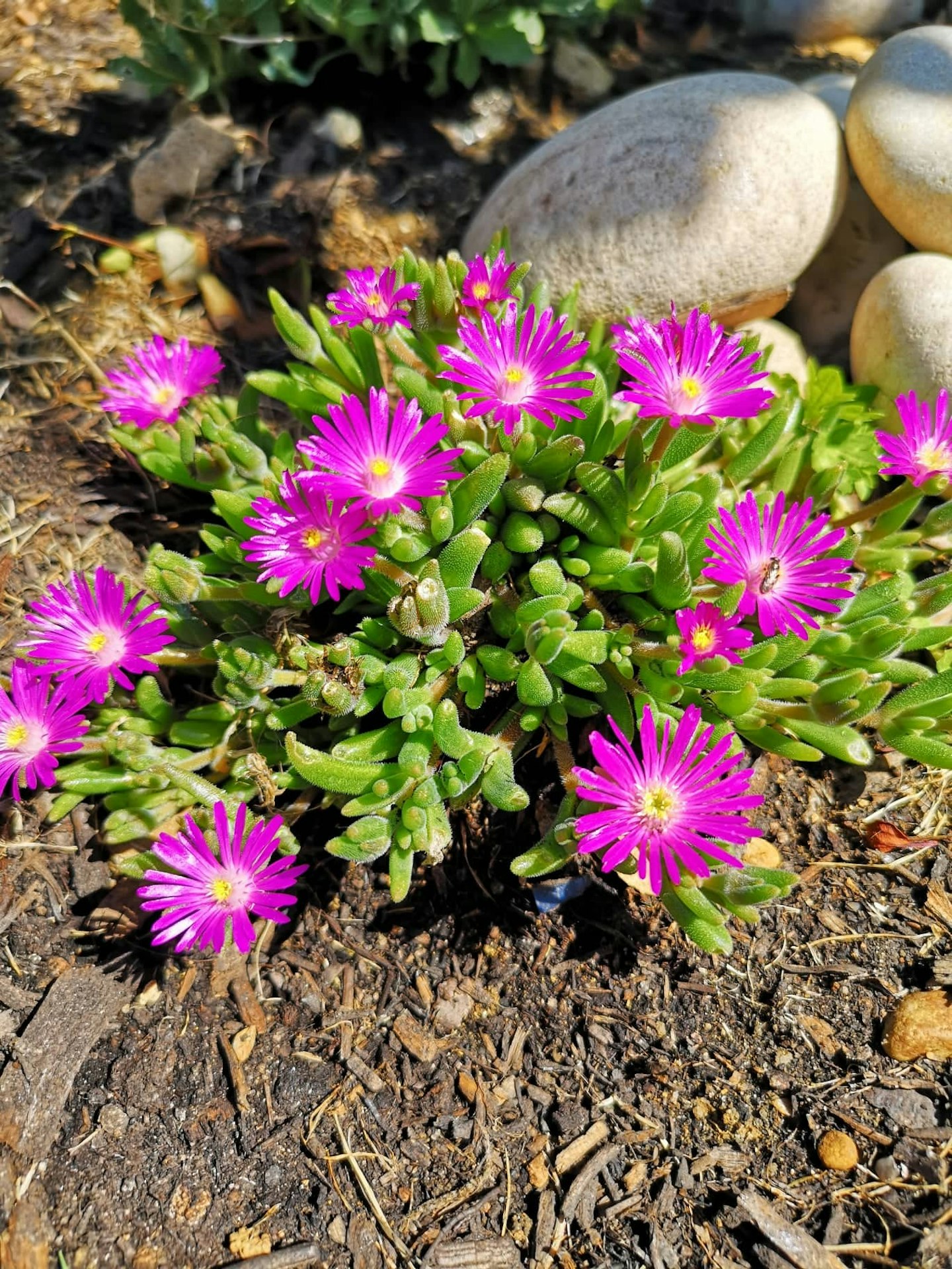 Delosperma