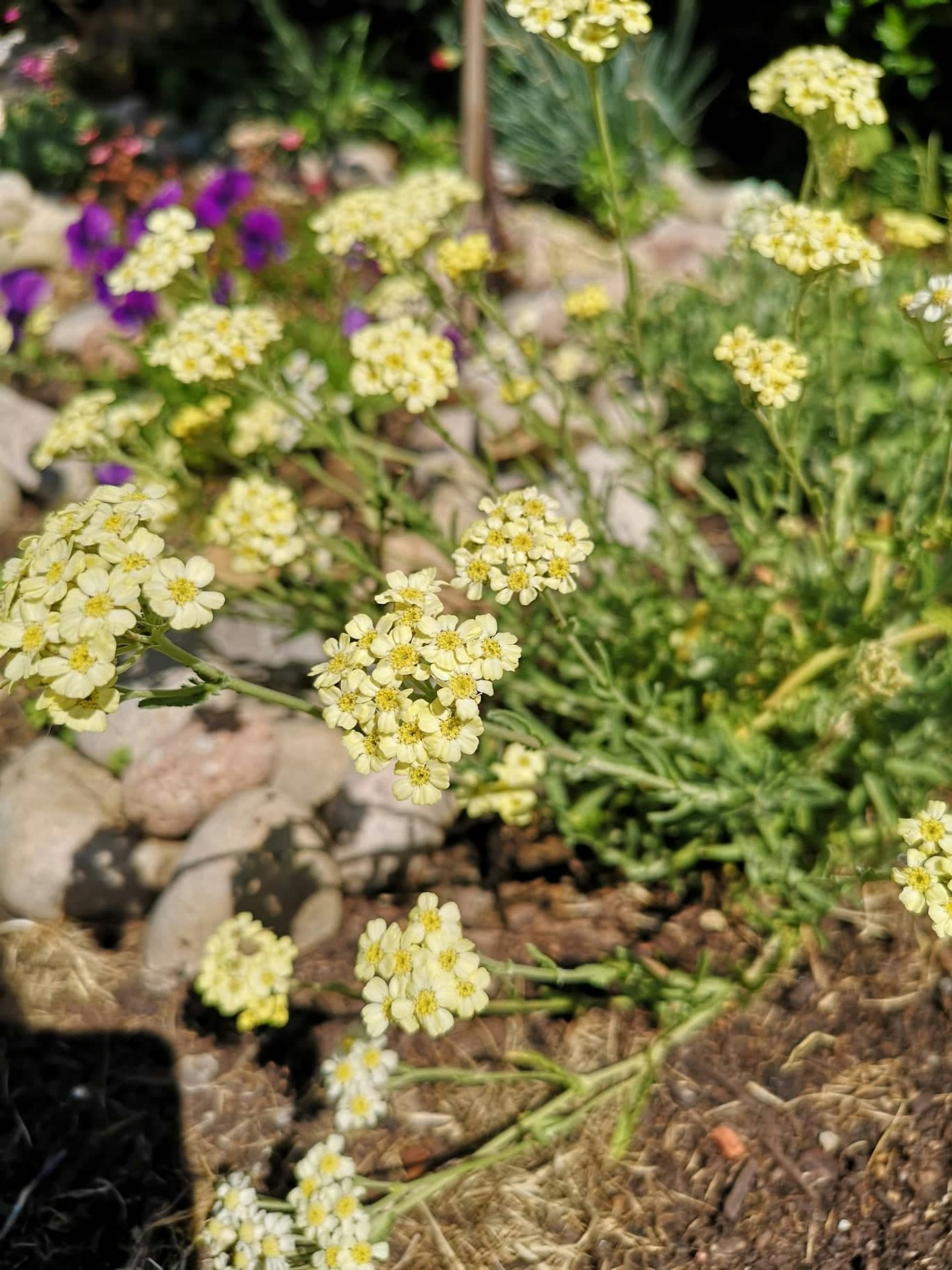 Achillea u2018King Edwardu2019
