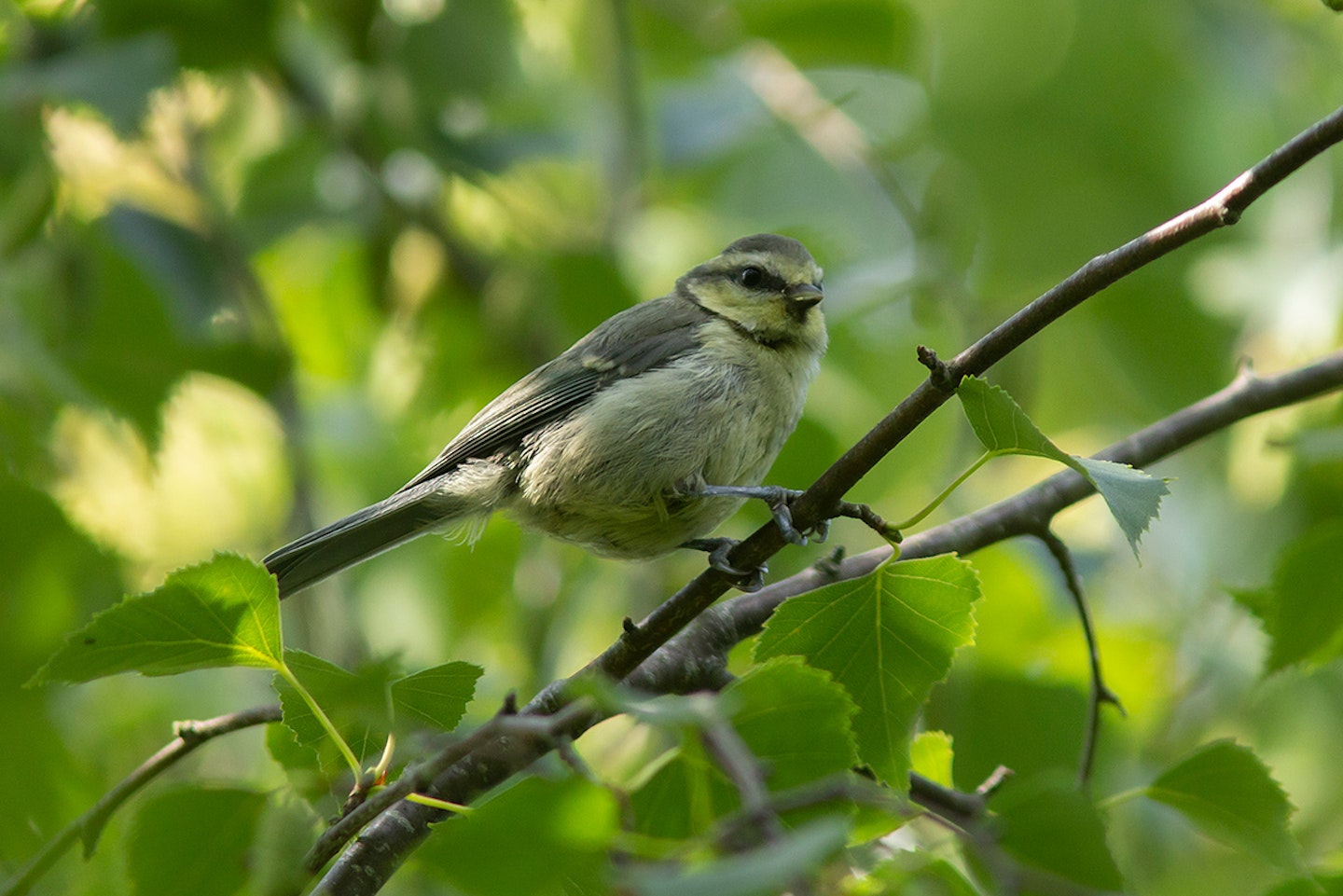 Blue Tit