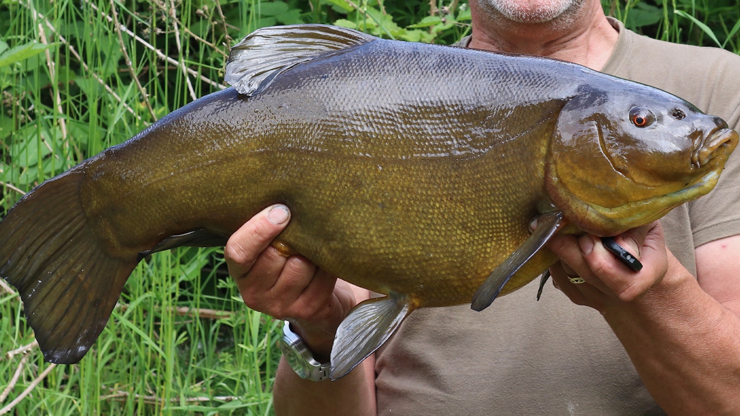 Haul of 16 tench topped by 11lb-plus specimen 