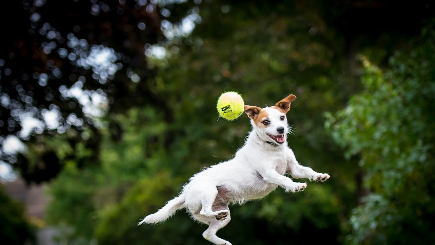dog jumping for ball - the best dog ball launchers