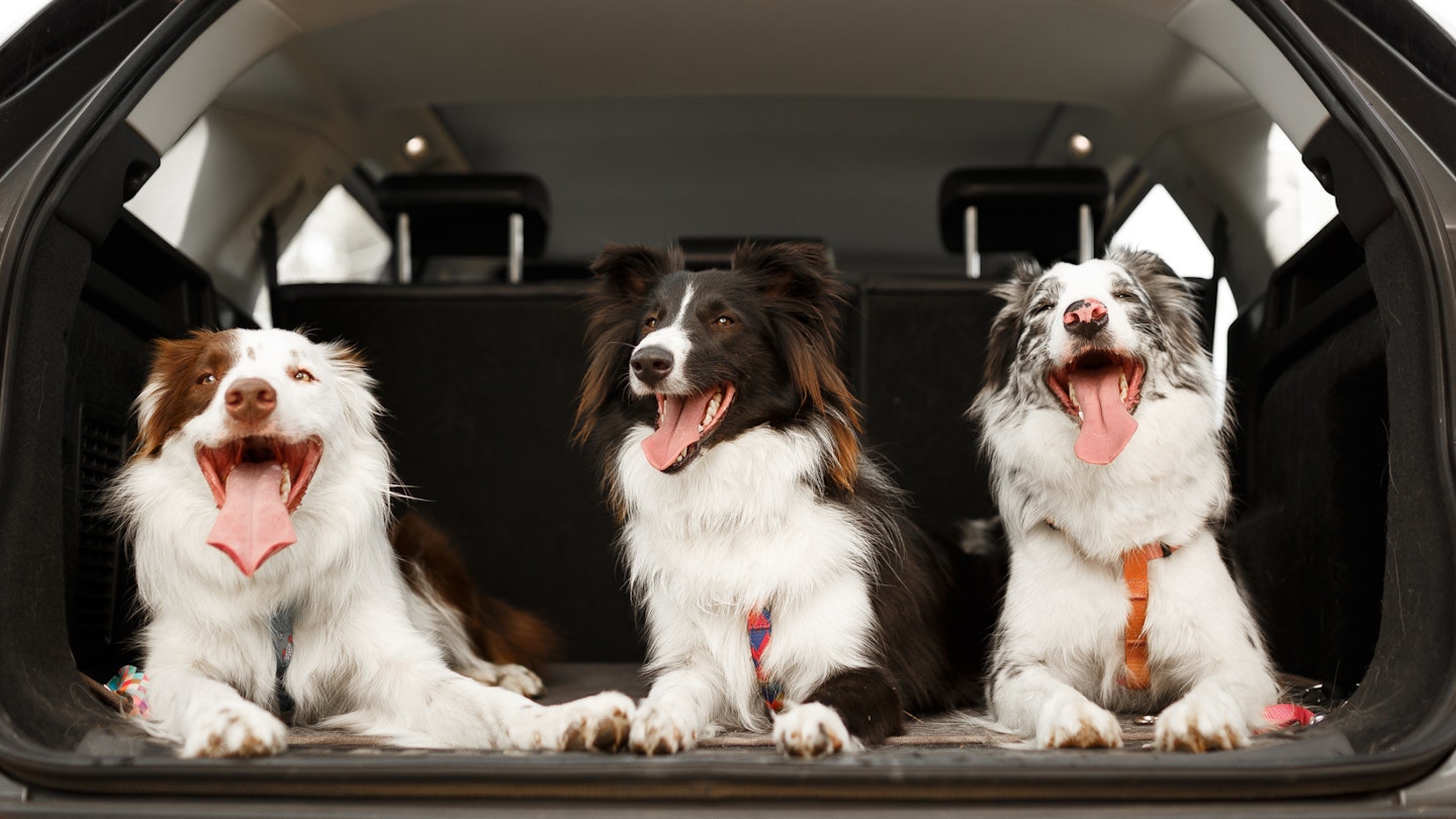 Three collie dogs in the boot of a car