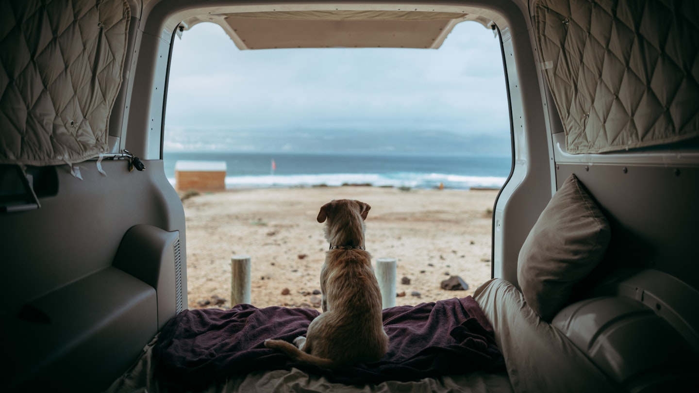 Travel Dog Beds - Dog sitting in car boot by the sea