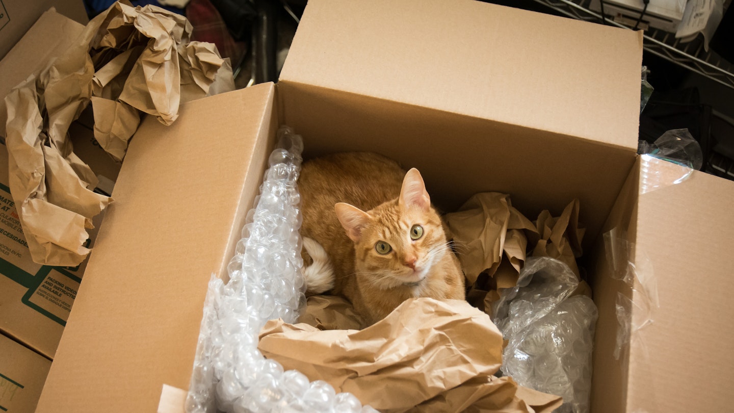 the best cat subscription boxes - getty images