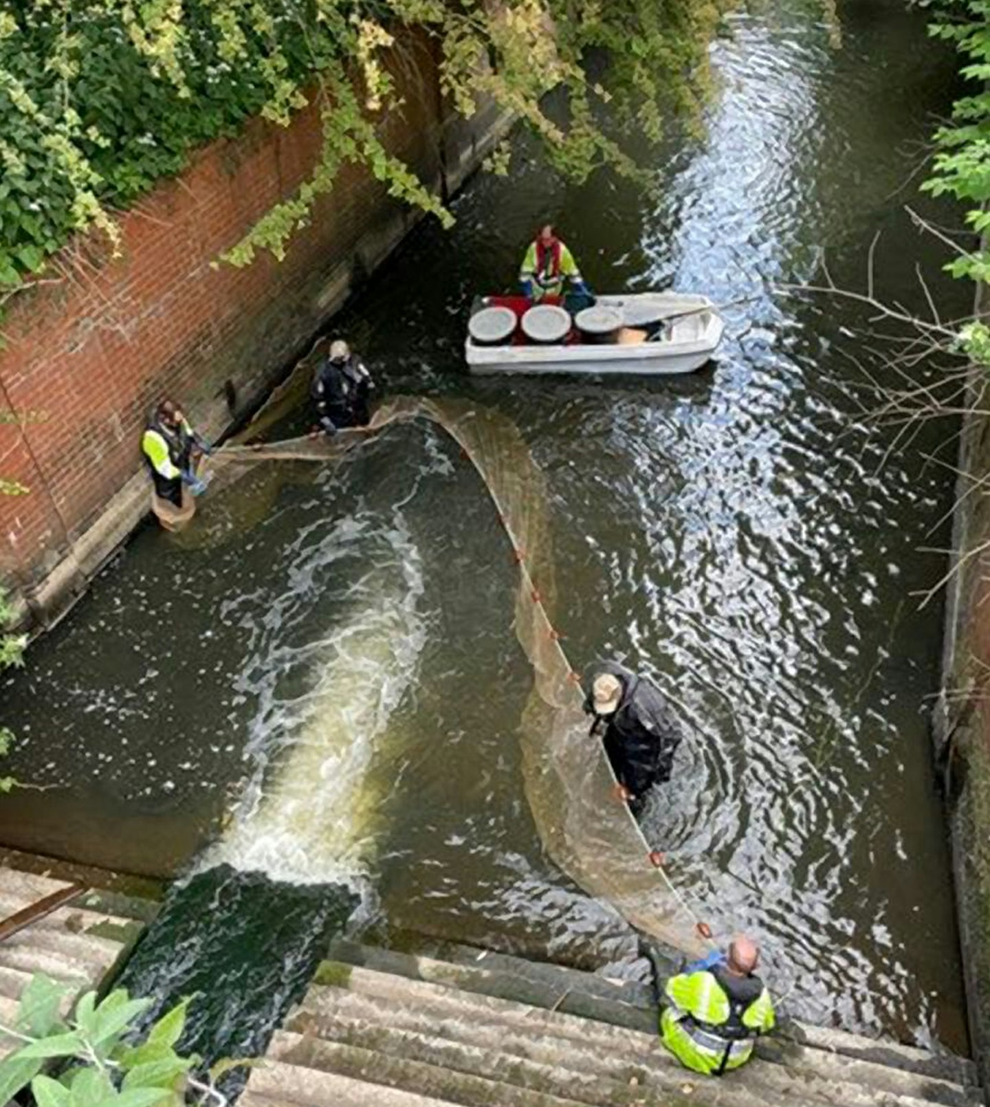 The EA acted swiftly to save the bream that had been washed into Pennington Brook.