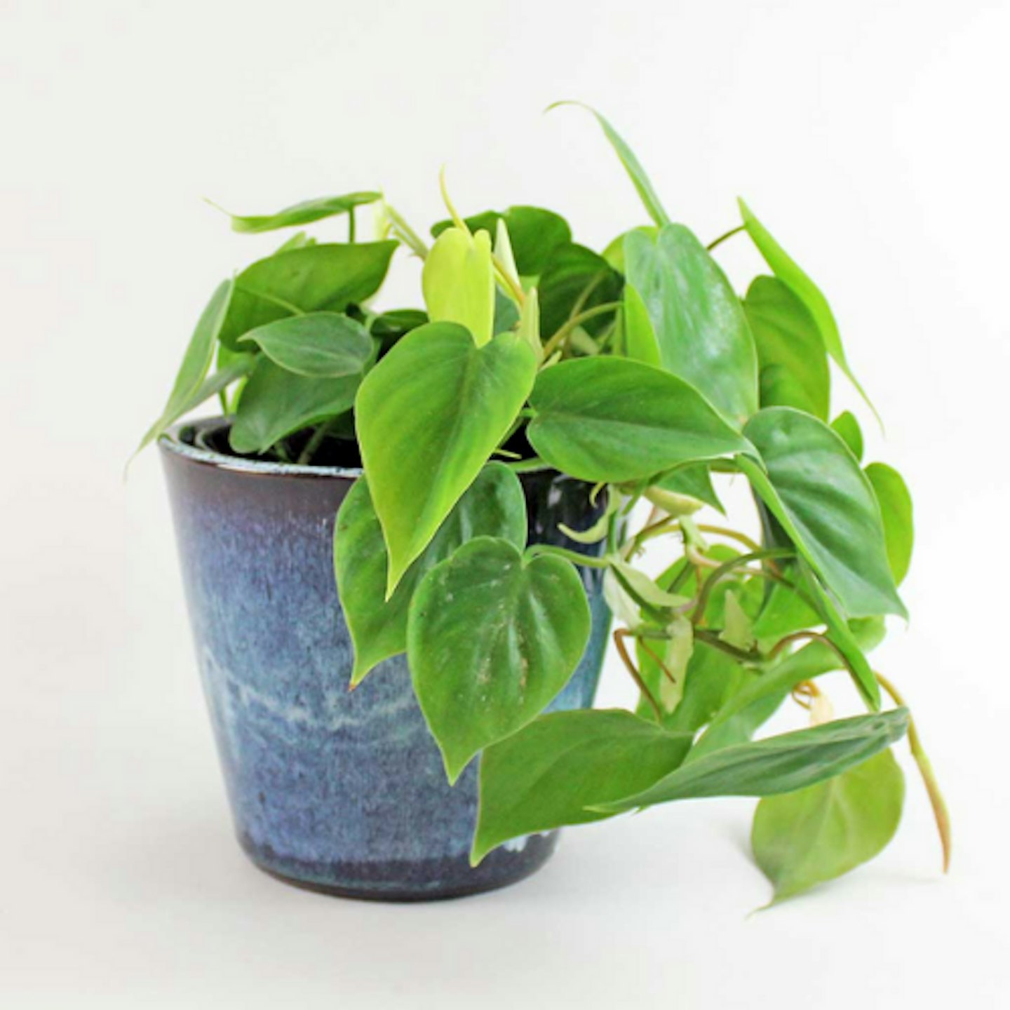 Philodendron Scandens