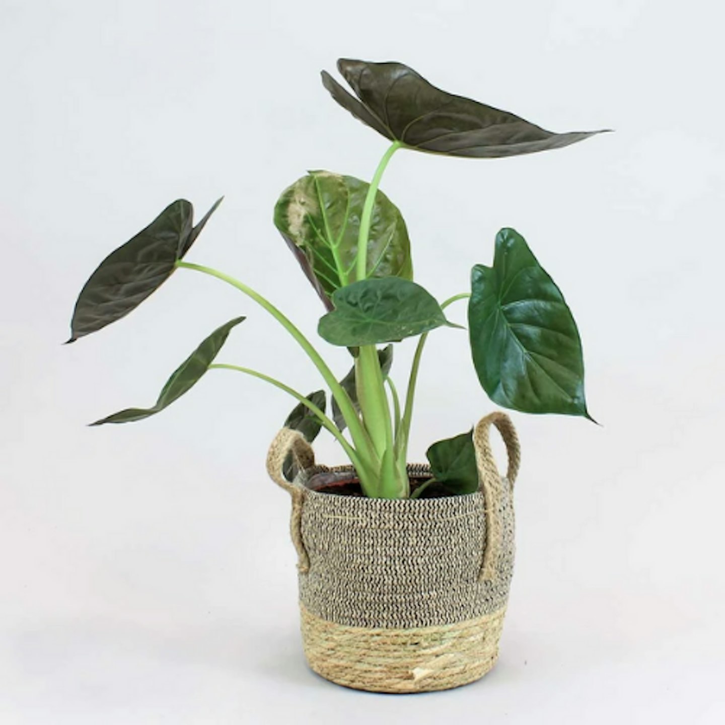 Alocasia Wentii